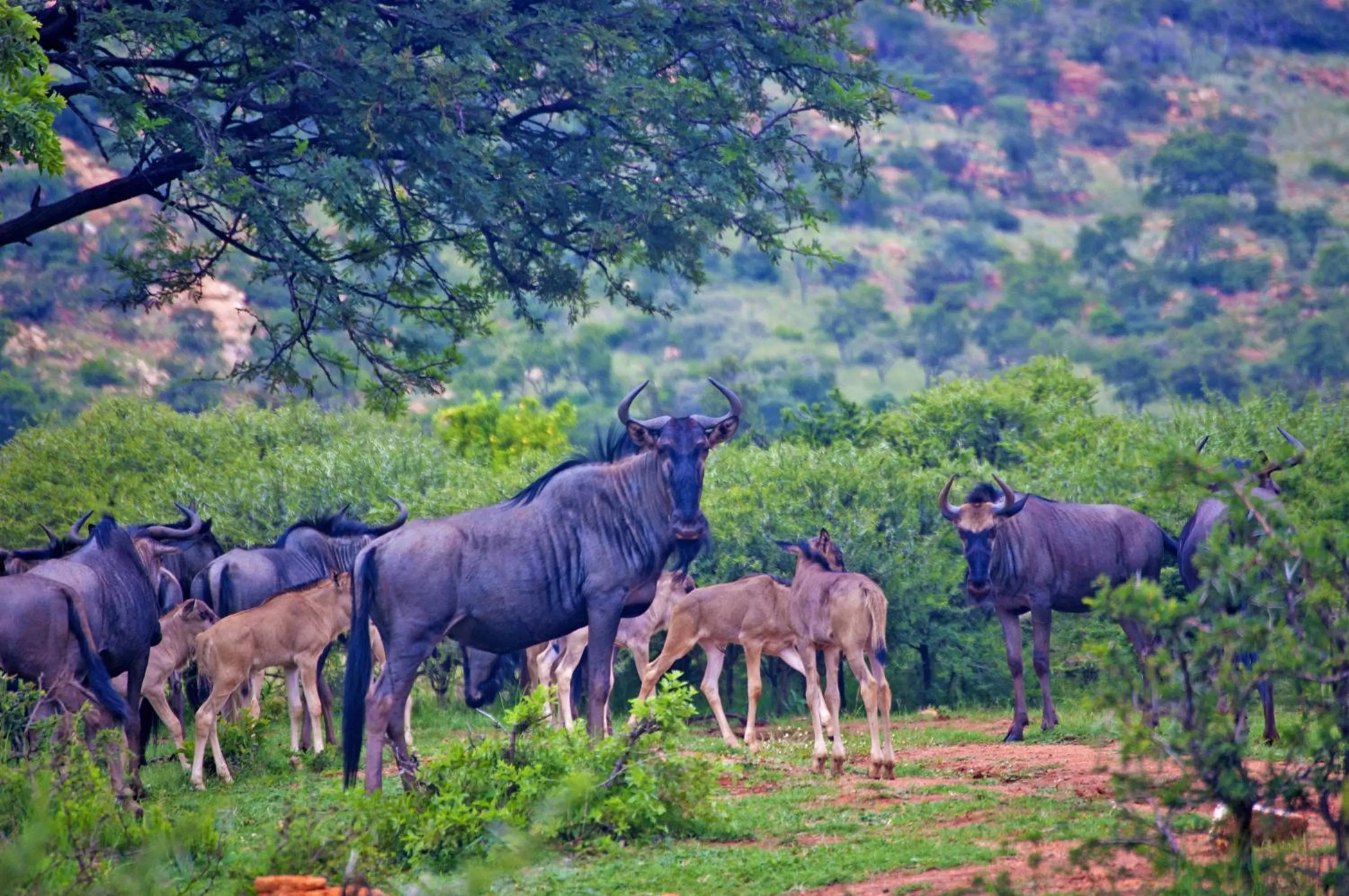 Natural landscape in Kedar Heritage Lodge, Conference Centre & Spa