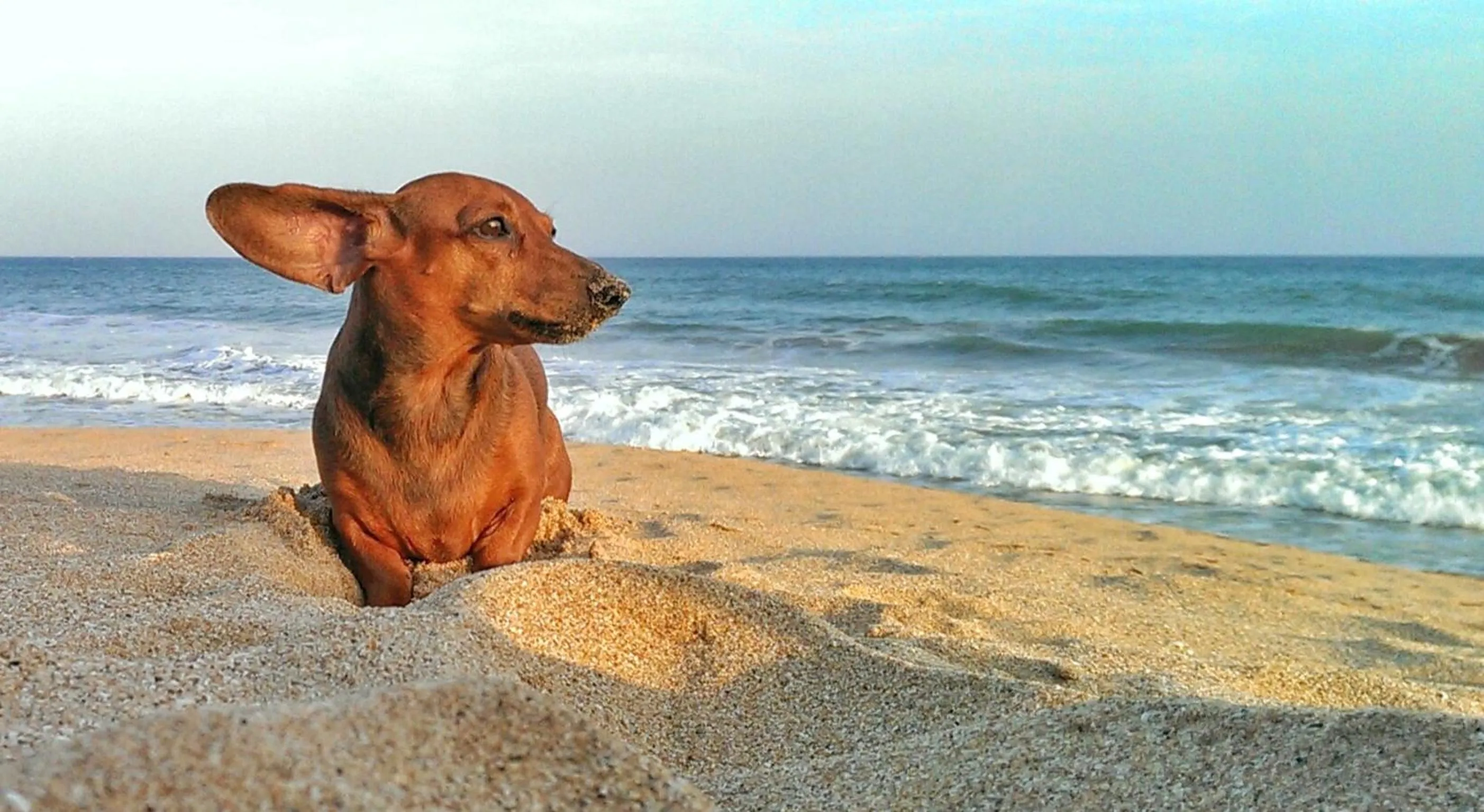 Beach, Other Animals in Good Karma