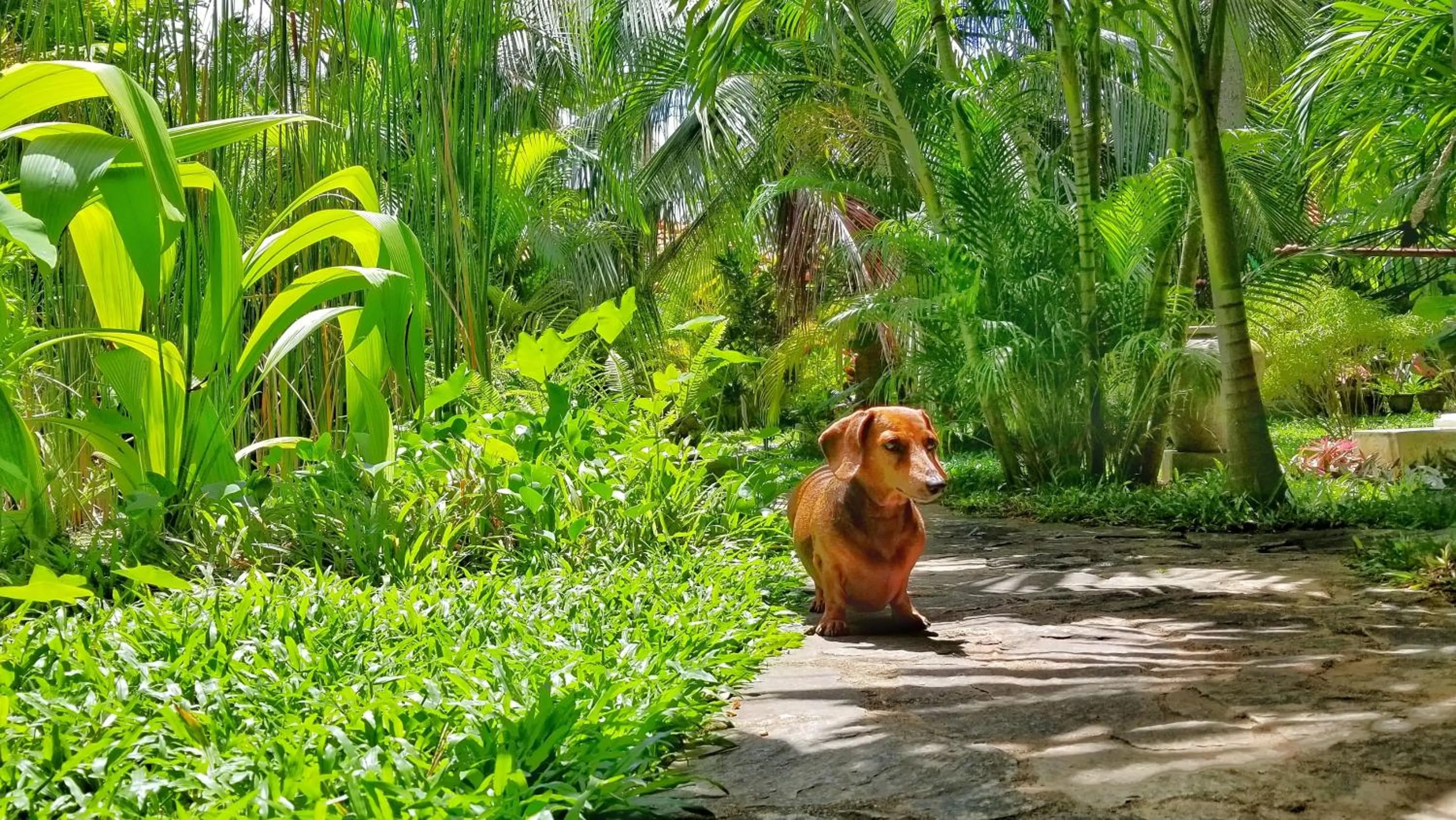 Pets, Other Animals in Good Karma