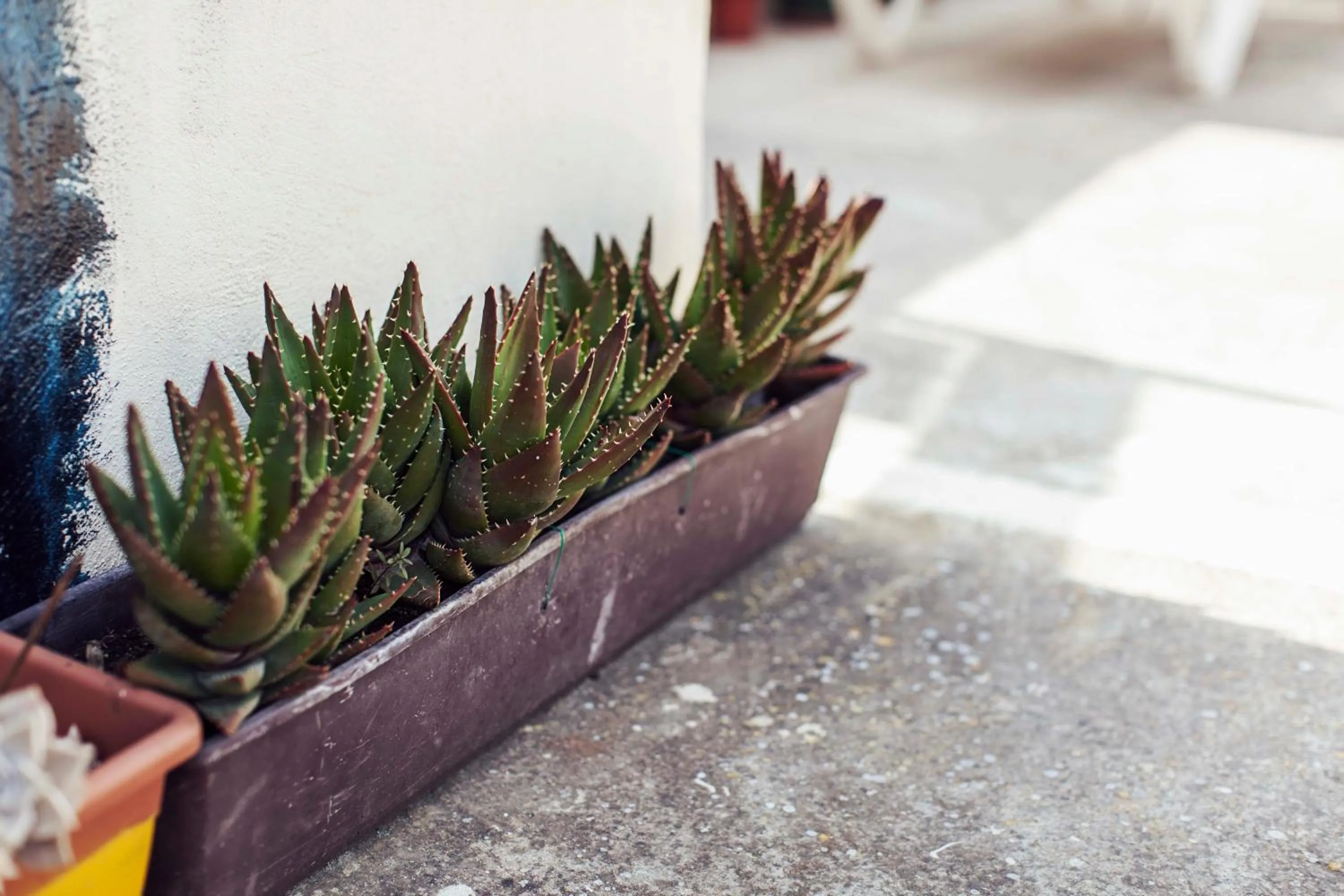 Balcony/Terrace in Granny's Inn Hostel