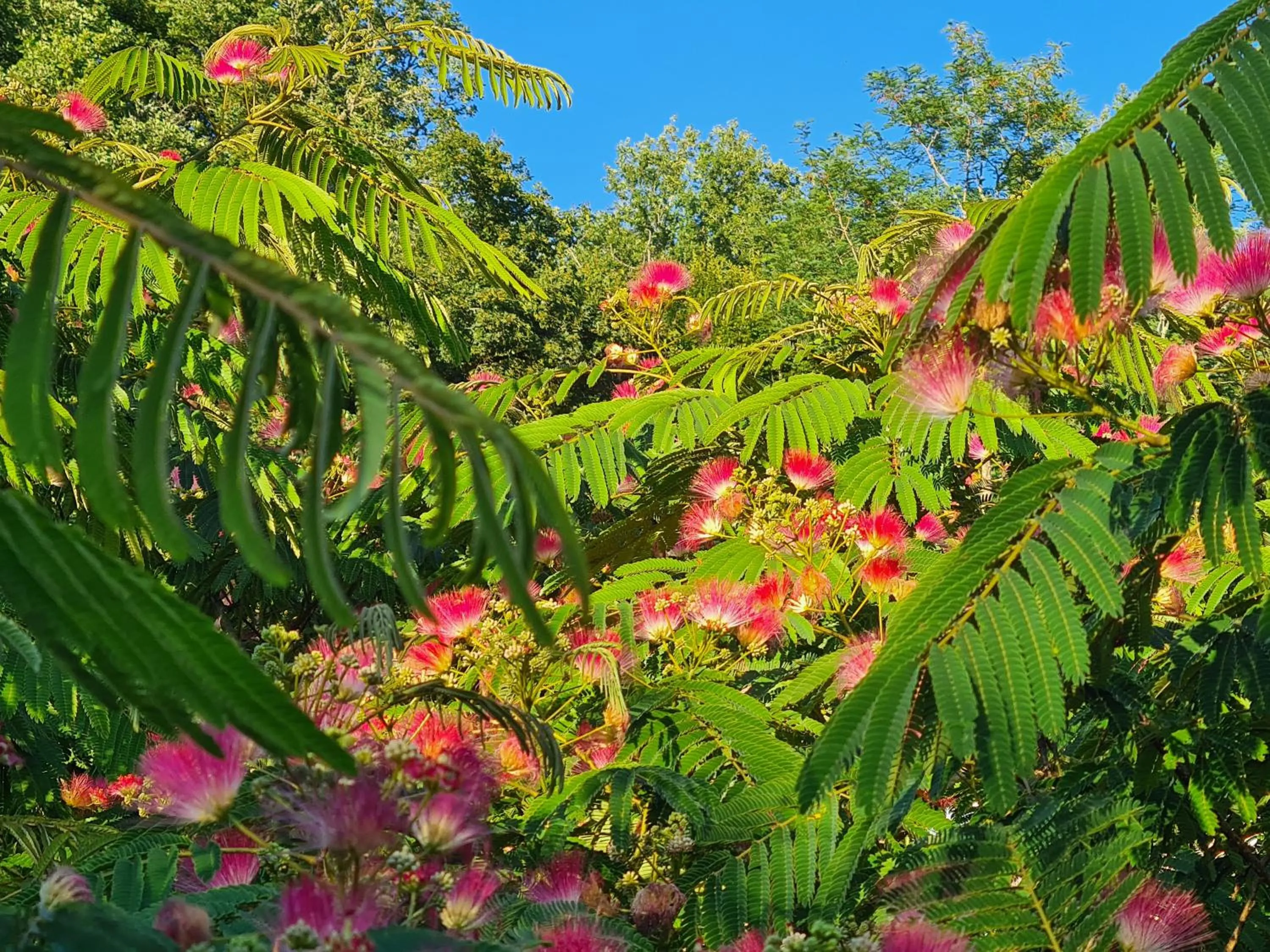 Garden in La Perle De Frayssinet-Le-Gélat - Chambre d'Hôtes - B&B