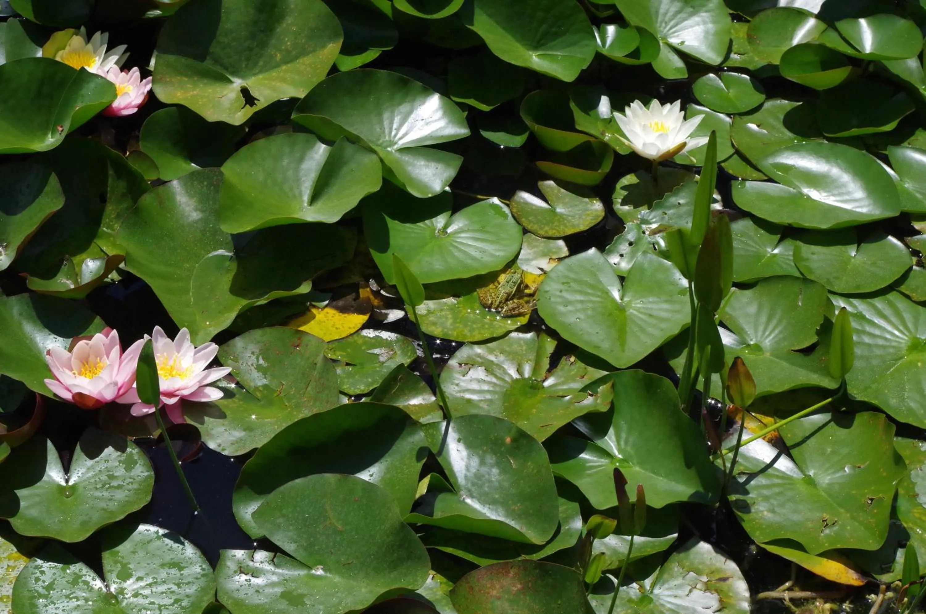 Garden in Maison d'Hôtes Le Cadran Solaire