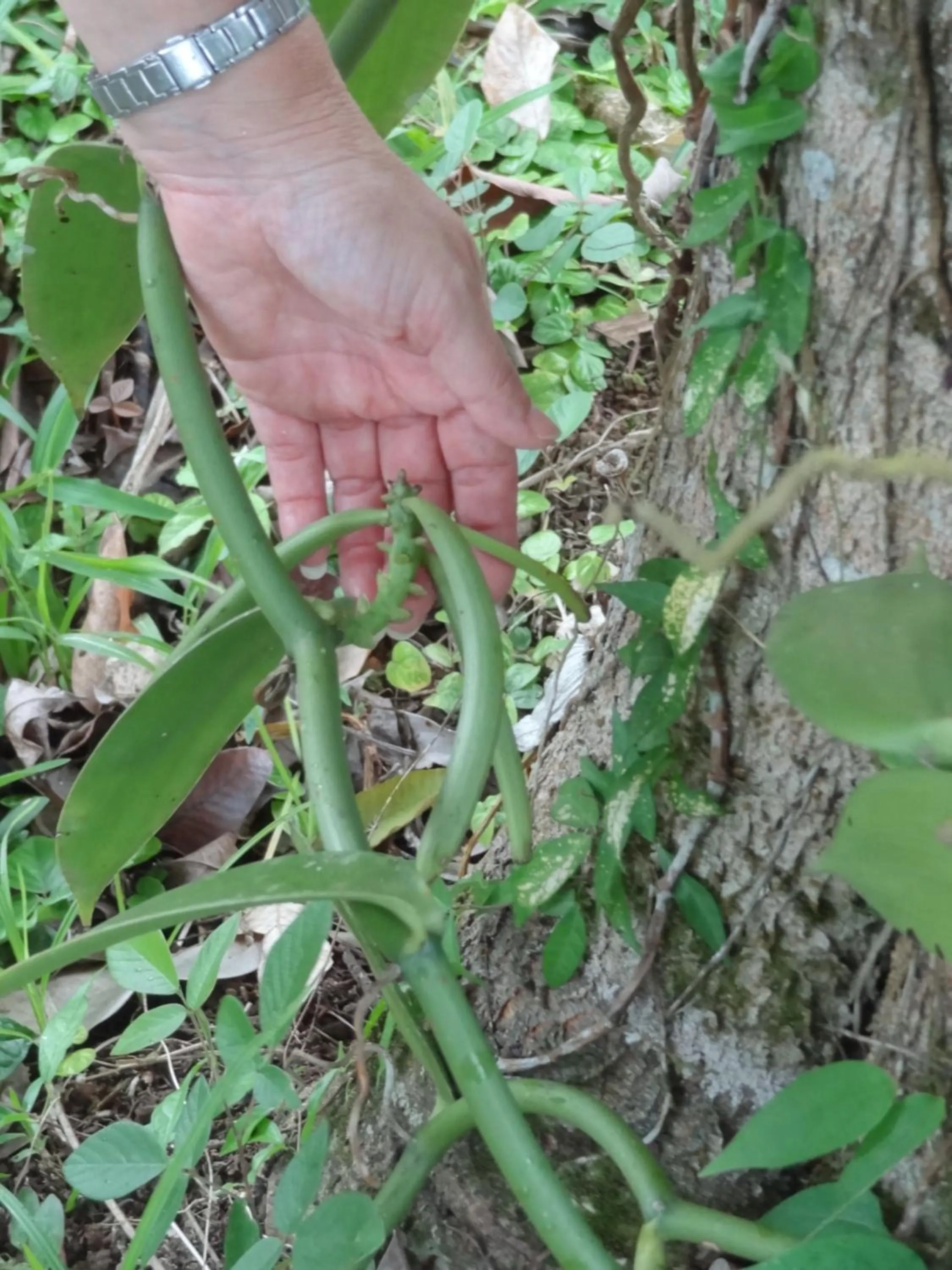Activities in Hotel Rio Celeste Finca L´ Etoile Celeste