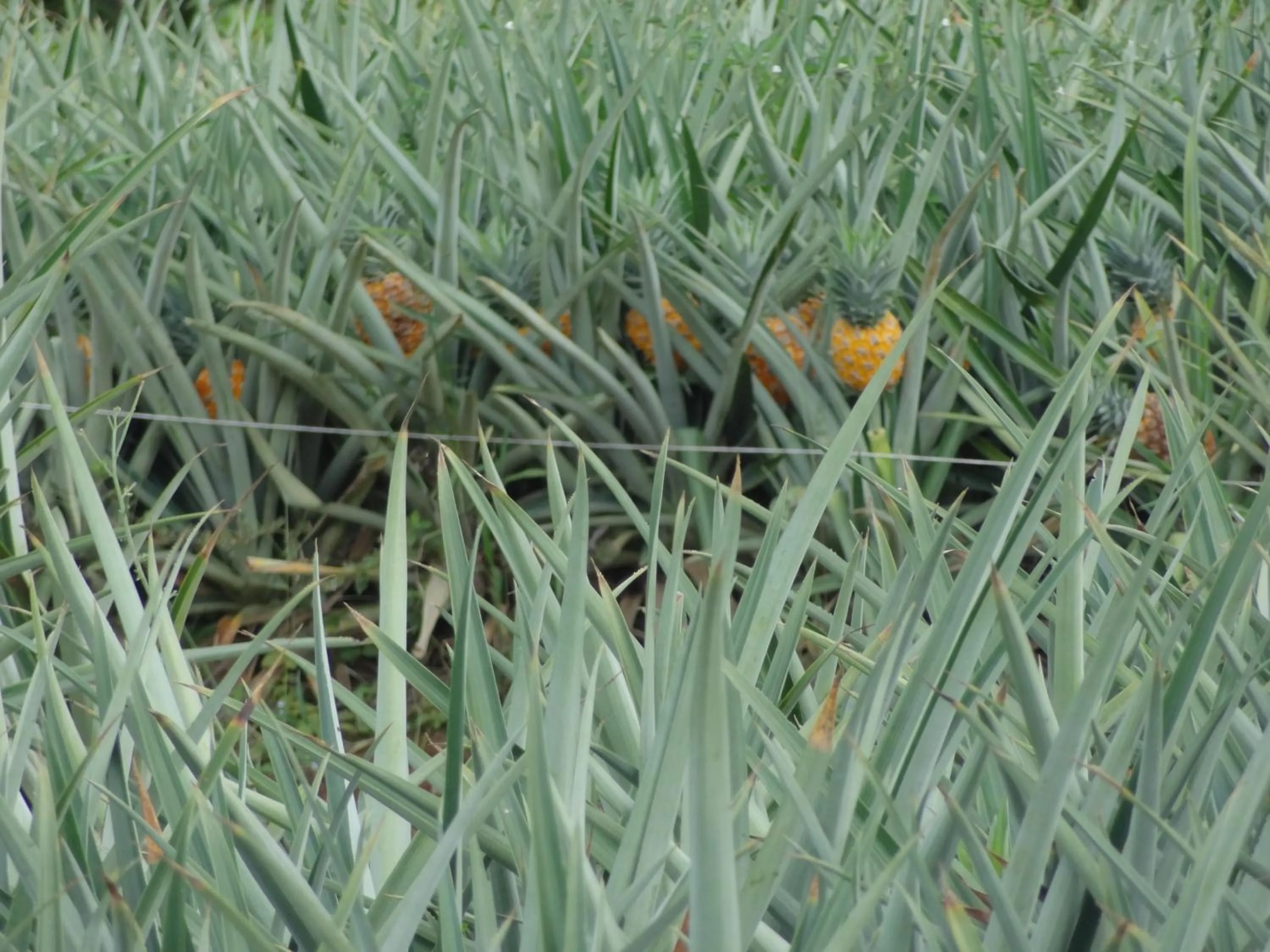Natural landscape in Hotel Rio Celeste Finca L´ Etoile Celeste
