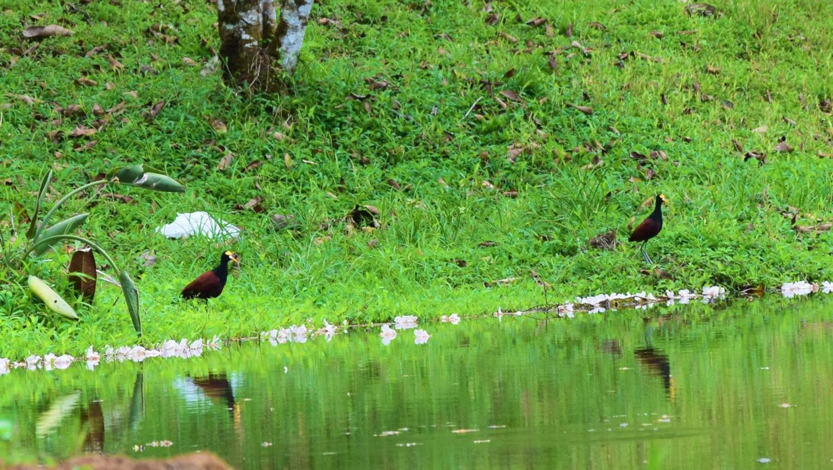 Natural landscape in Hotel Rio Celeste Finca L´ Etoile Celeste