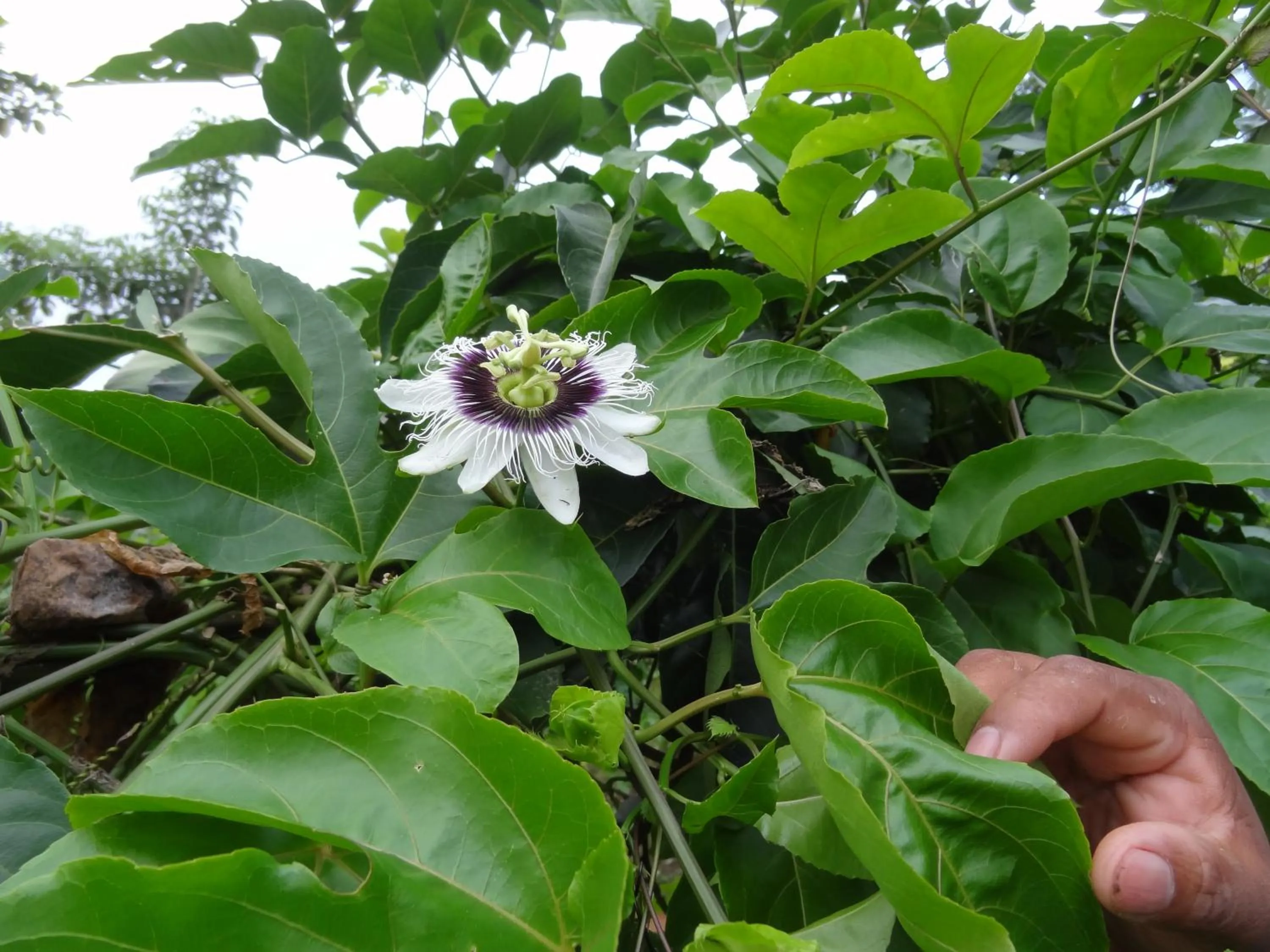 Garden in Hotel Rio Celeste Finca L´ Etoile Celeste