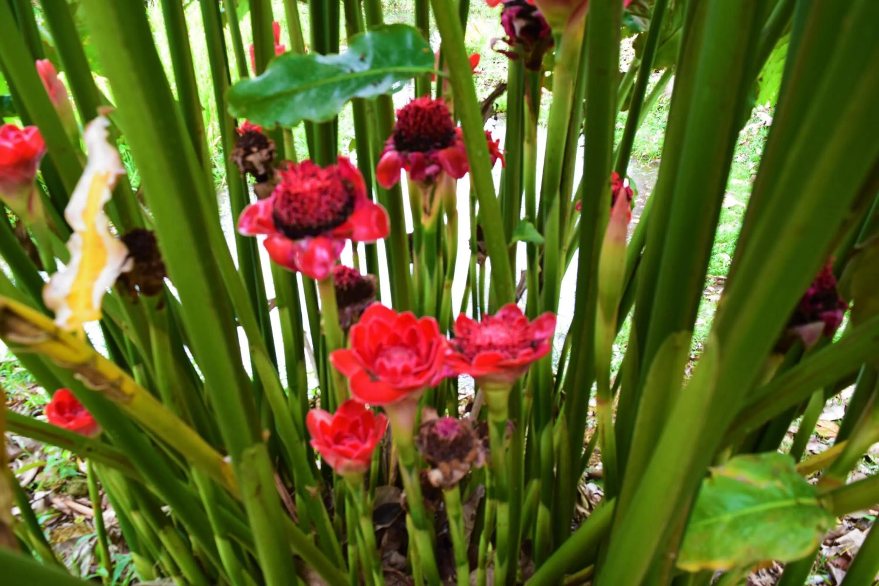 Garden in Hotel Rio Celeste Finca L´ Etoile Celeste