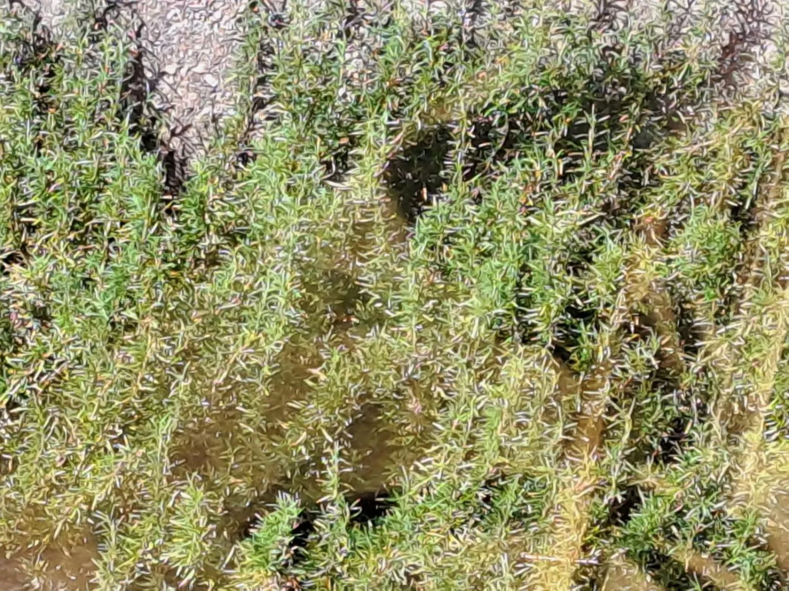 Bed & Breakfast Bellagio