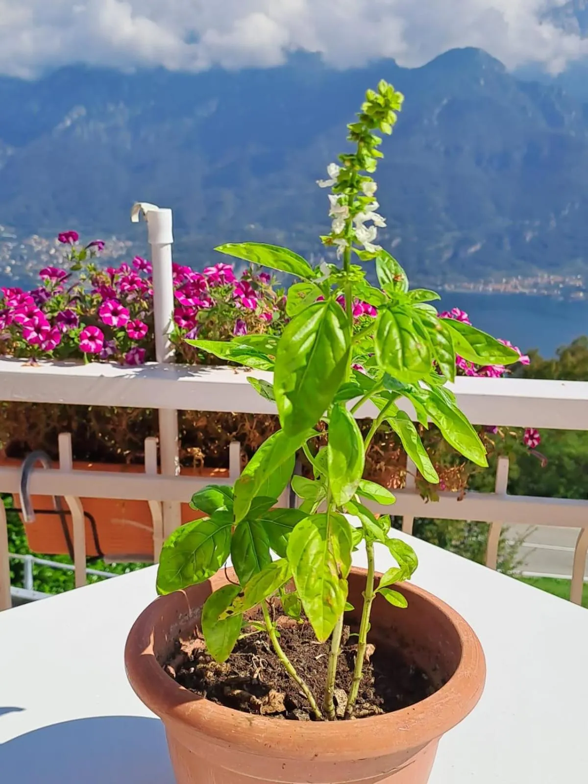 Balcony/Terrace in Bed & Breakfast Bellagio