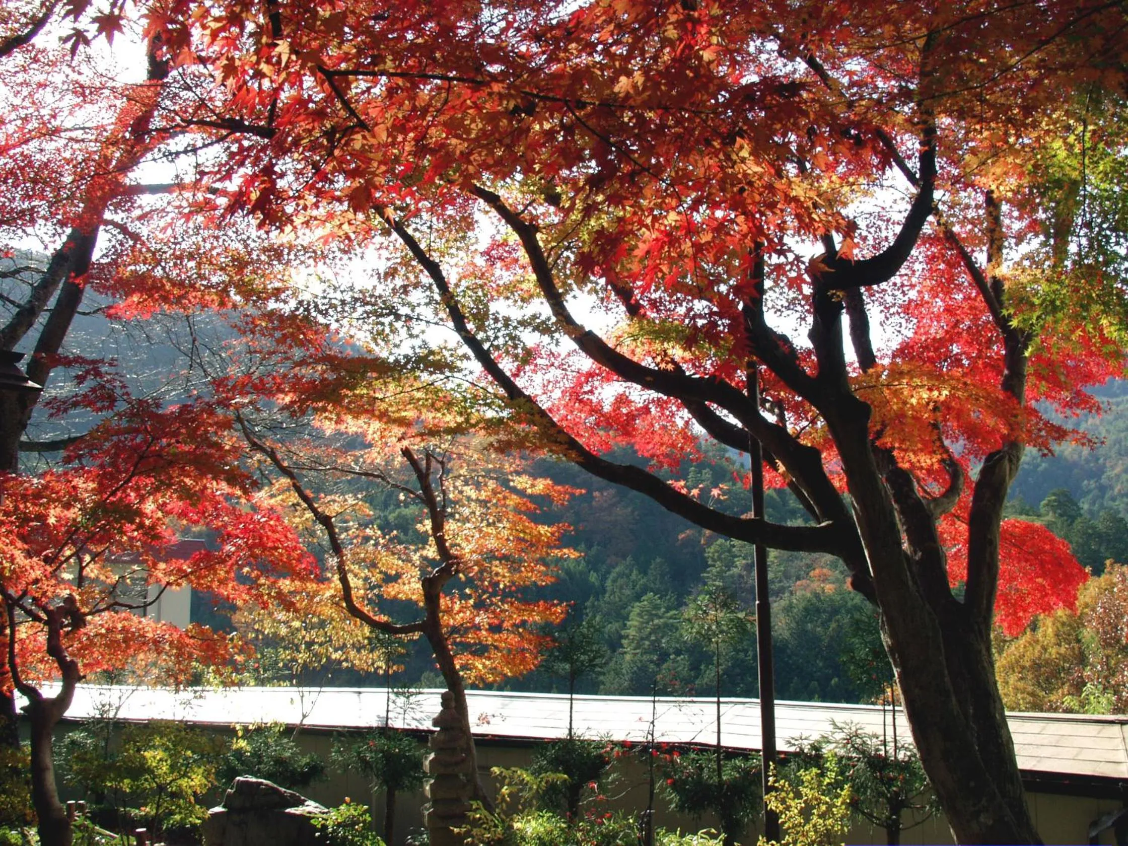 Garden in Ryokan Nenrinbo