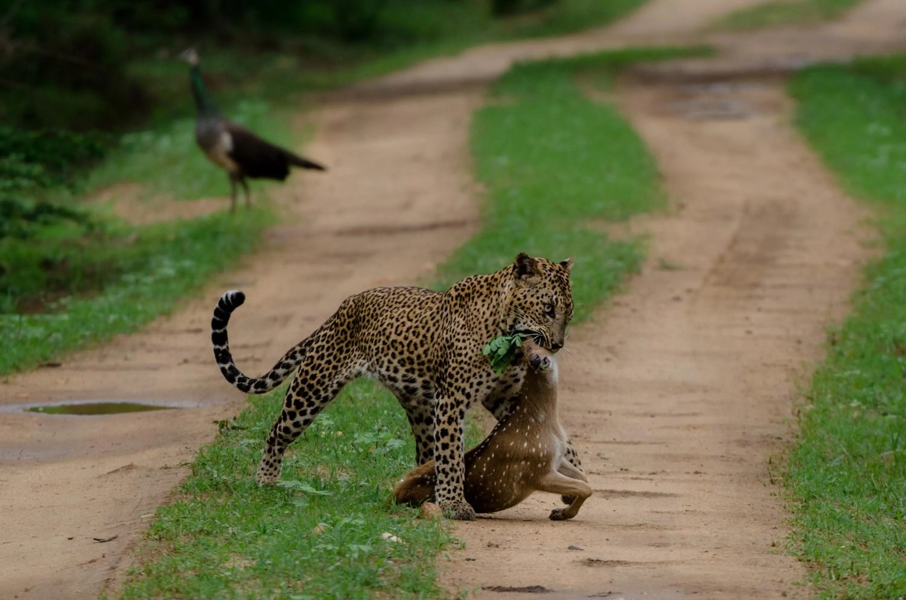 Animals in Leopard Trails Yala
