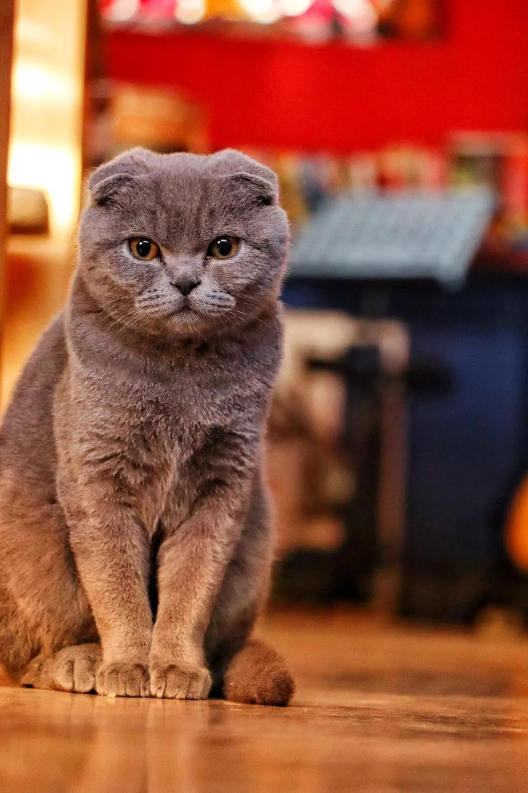 Pets in 大连天天国际青年旅社