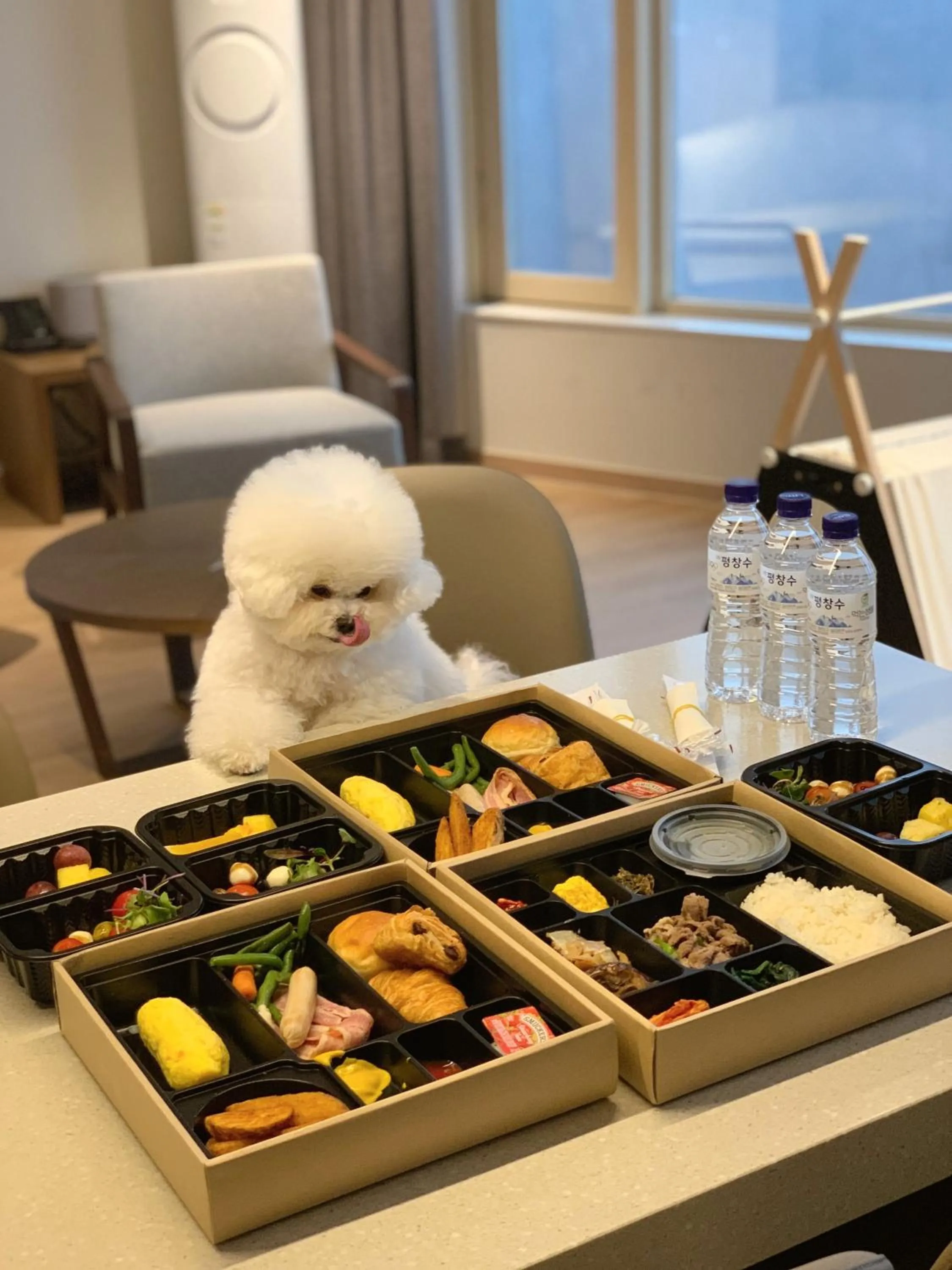 Animals in Phoenix Resort Pyeongchang