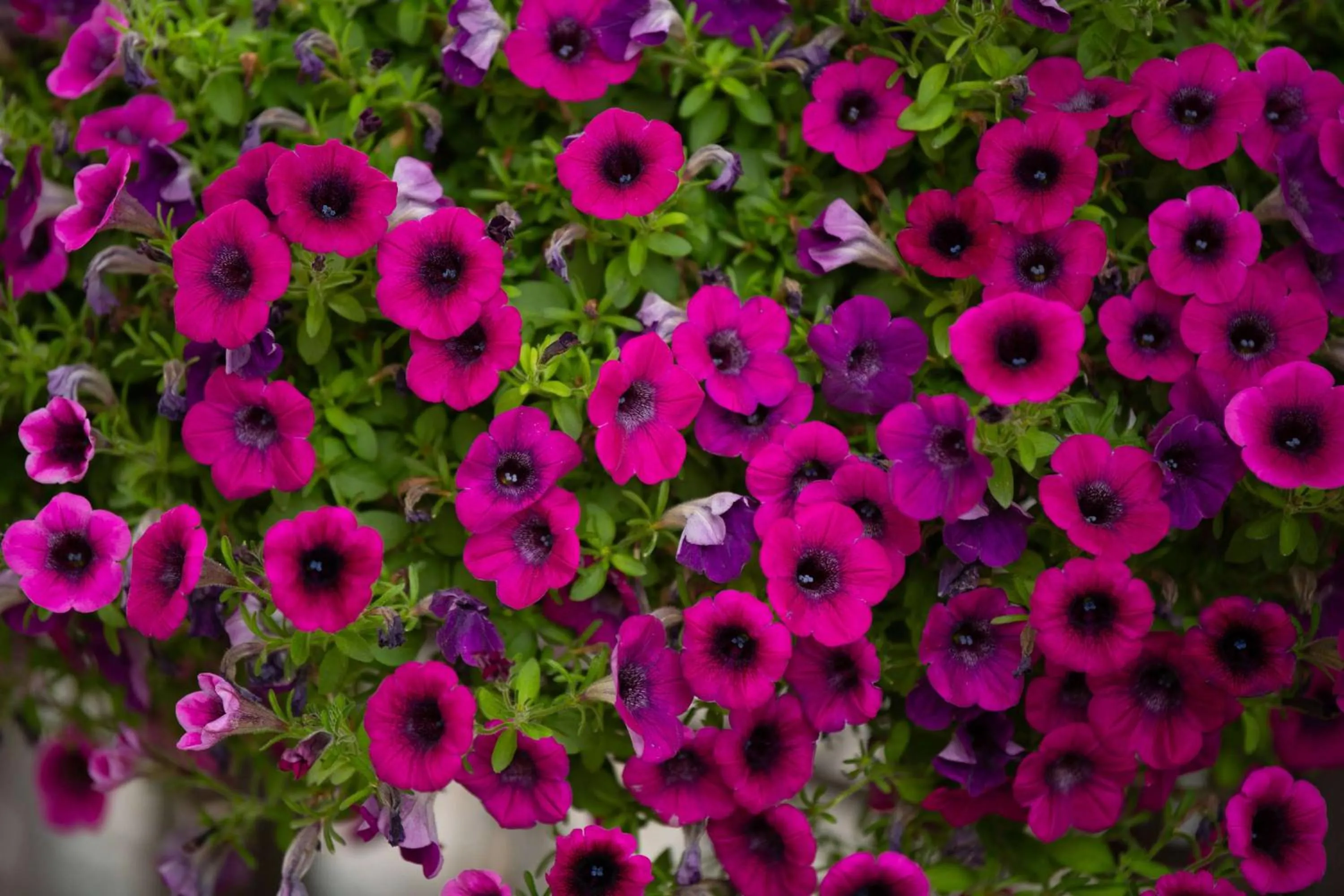 Spring in Days Inn by Wyndham Coeur d'Alene