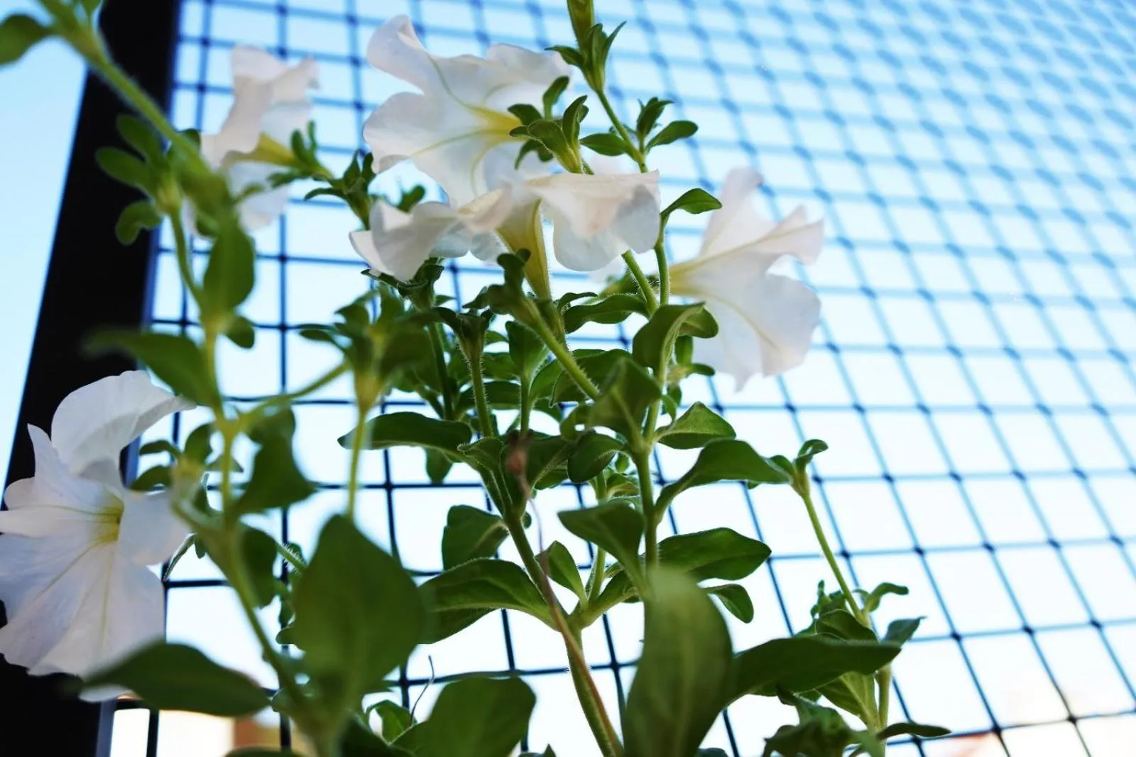 Spring in İsinda Pansiyon