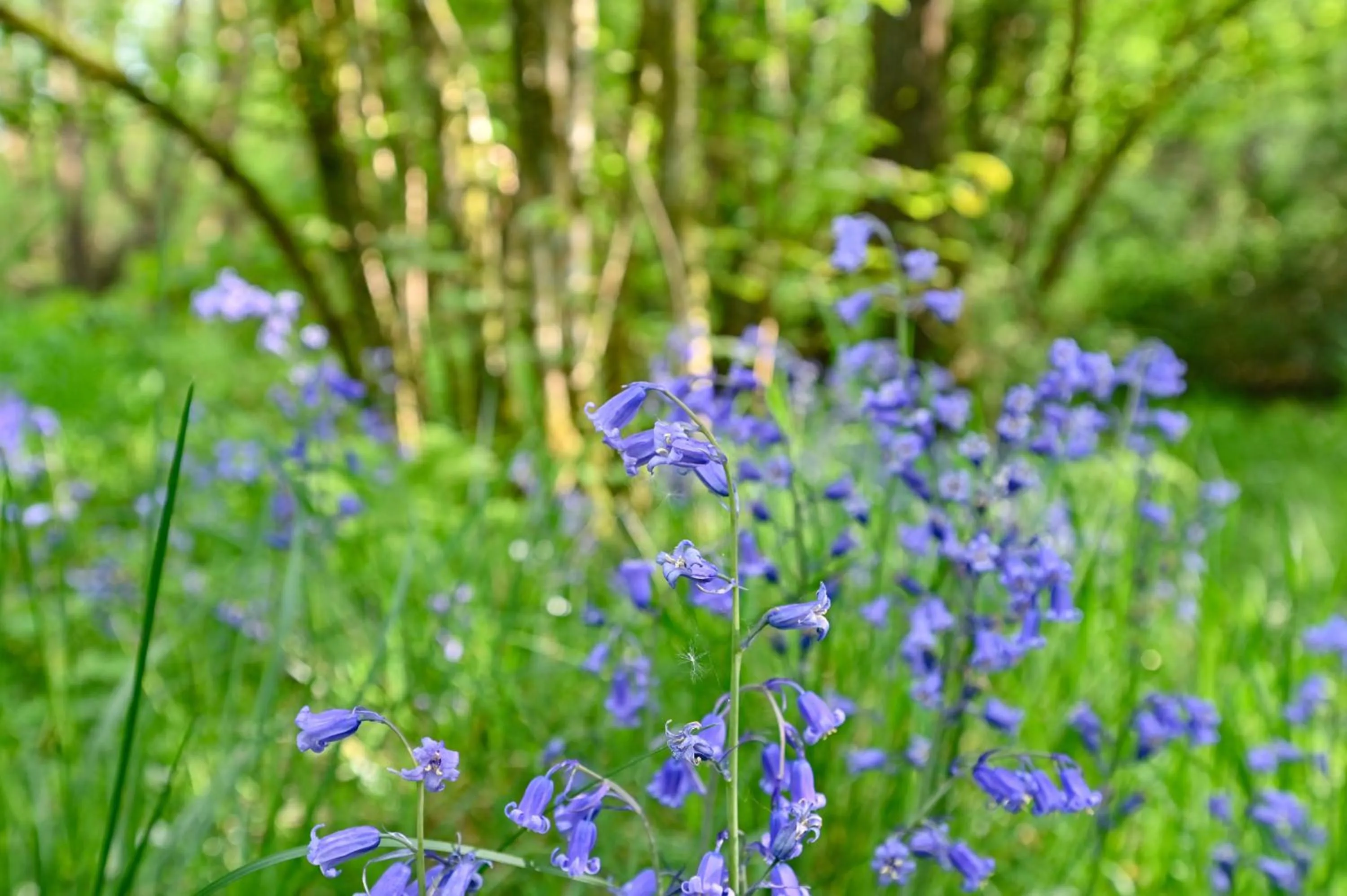 Spring in Wray Valley