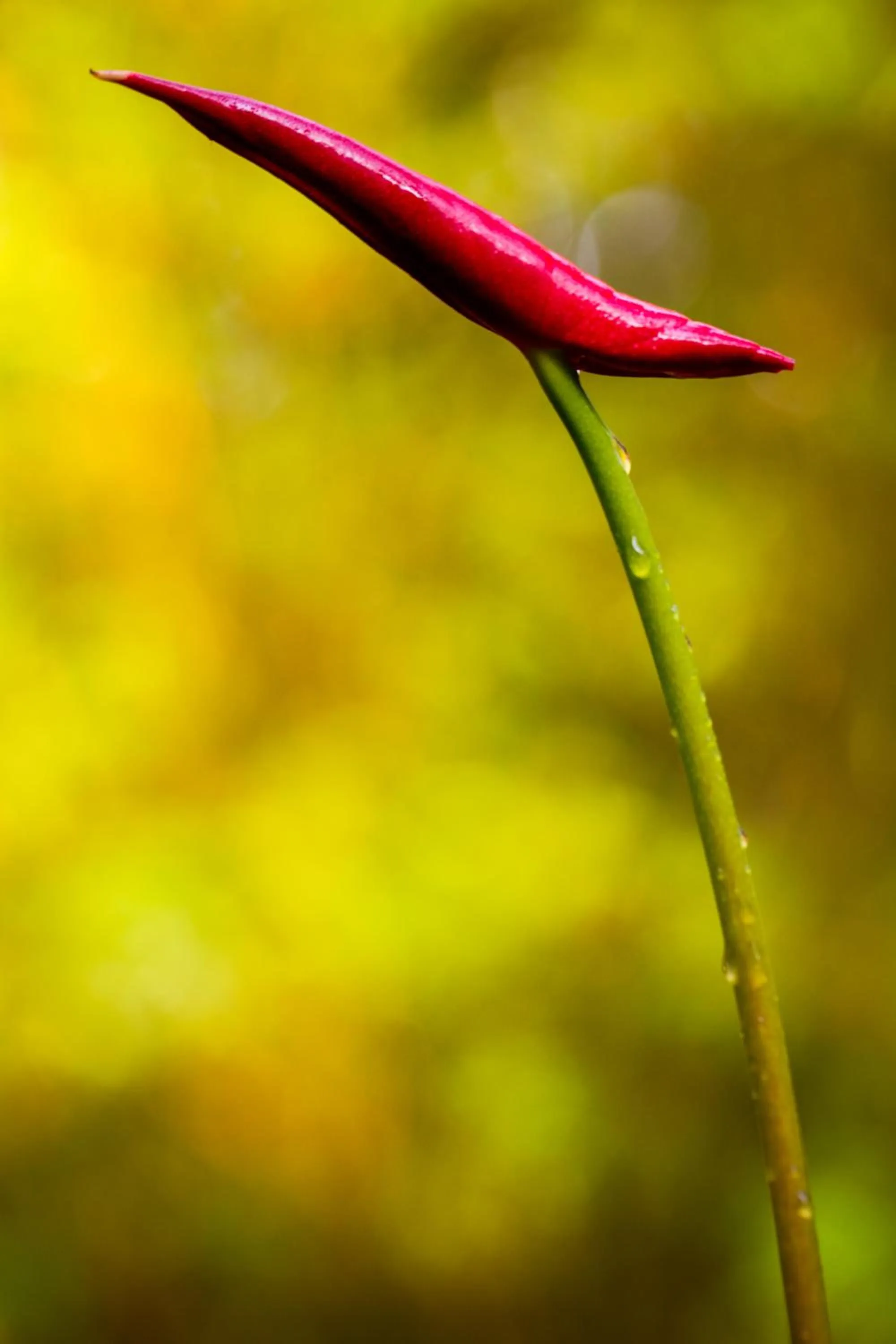 Natural landscape in Volcano Mist Cottage