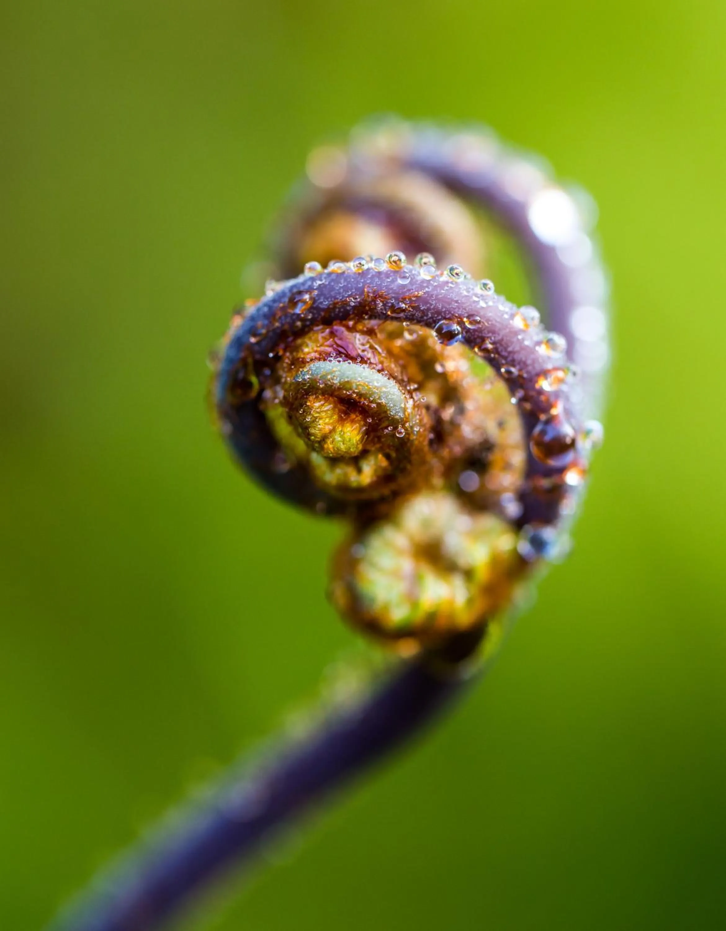 Natural landscape in Volcano Mist Cottage