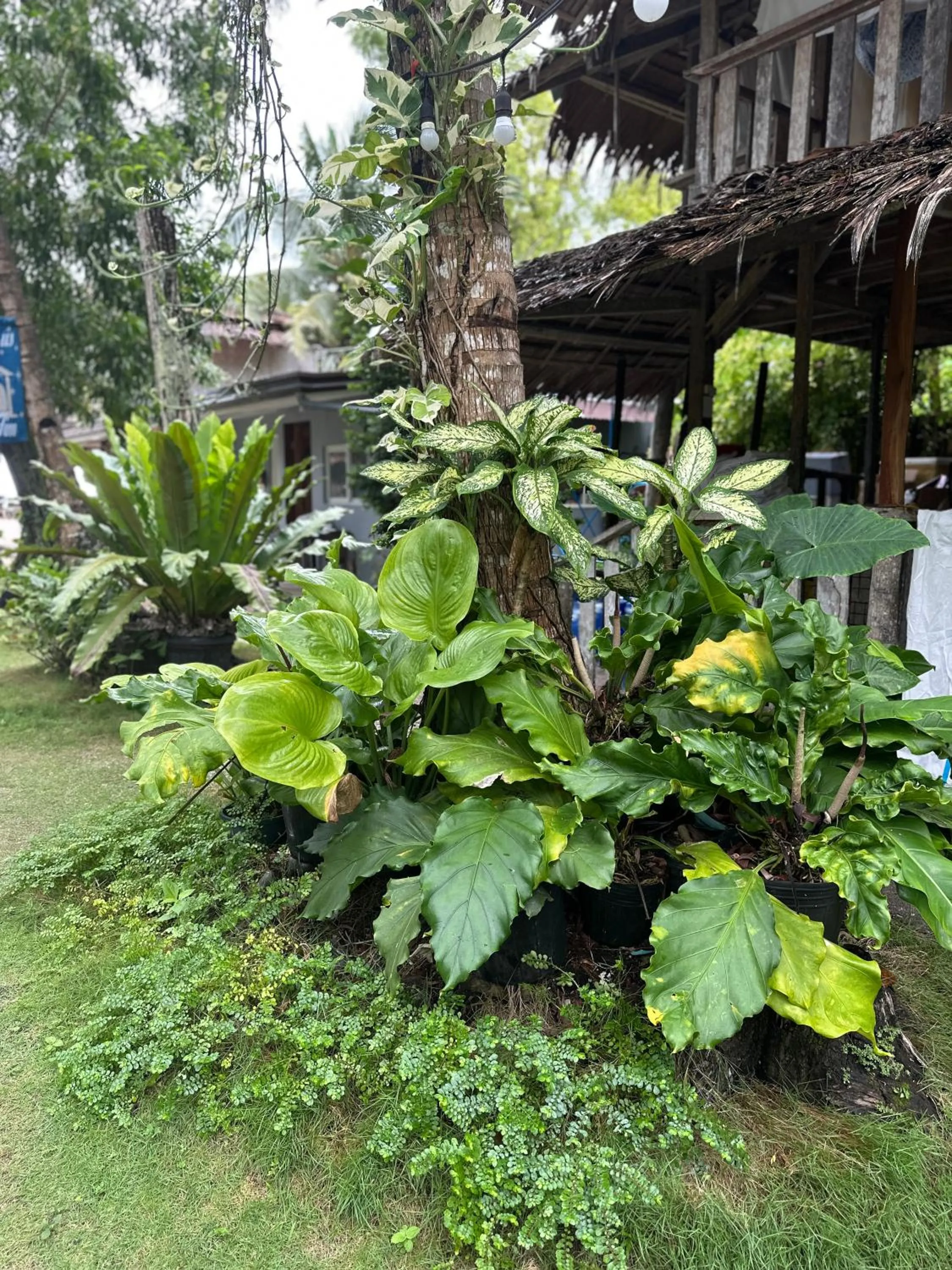 Garden in Sabas Beach and Campsite