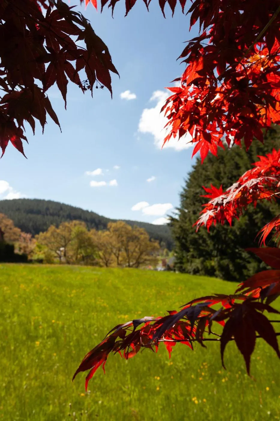 Natural landscape in Hotel Petra