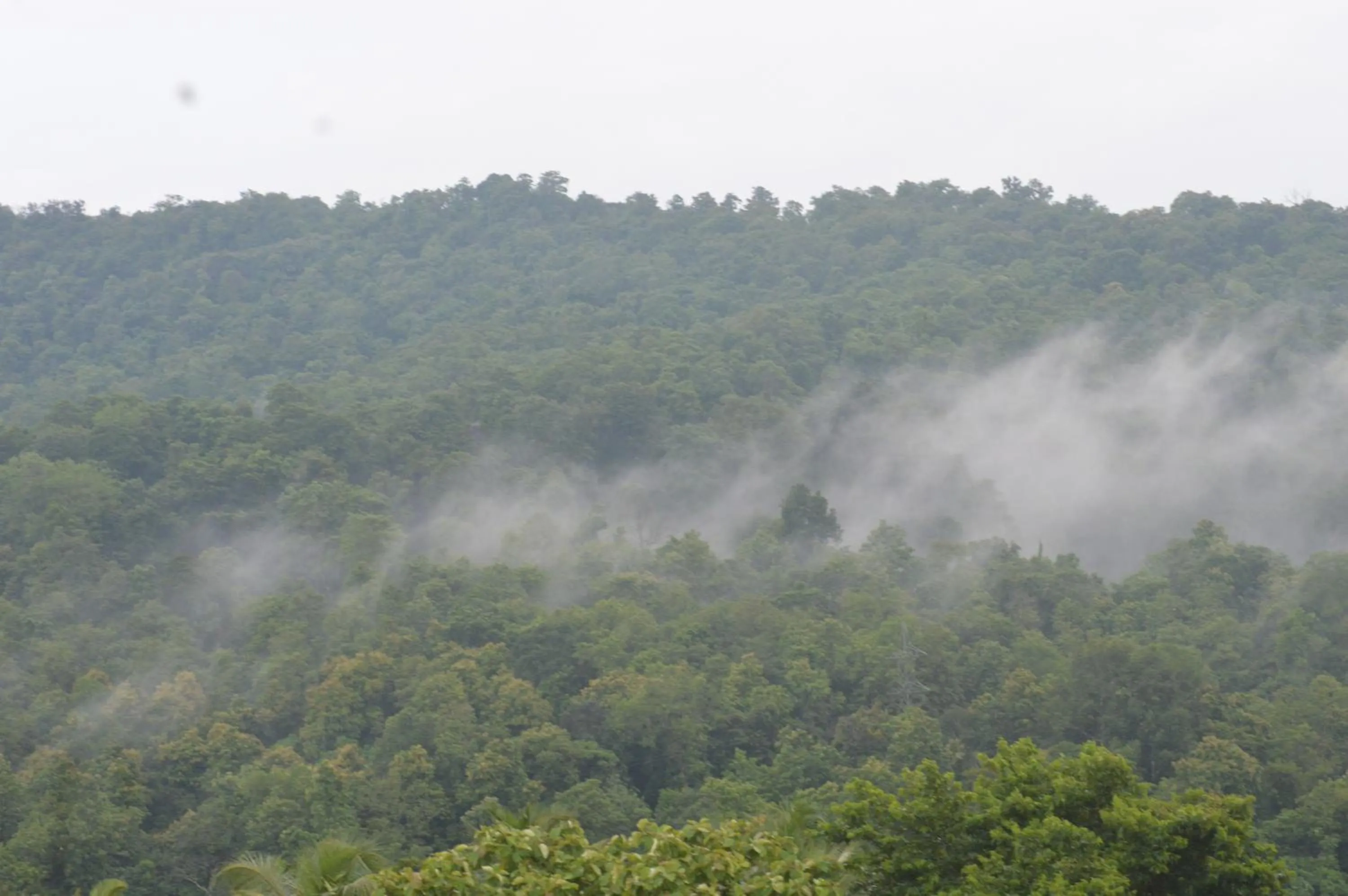 Natural landscape in Athirappilly Rainland Resort