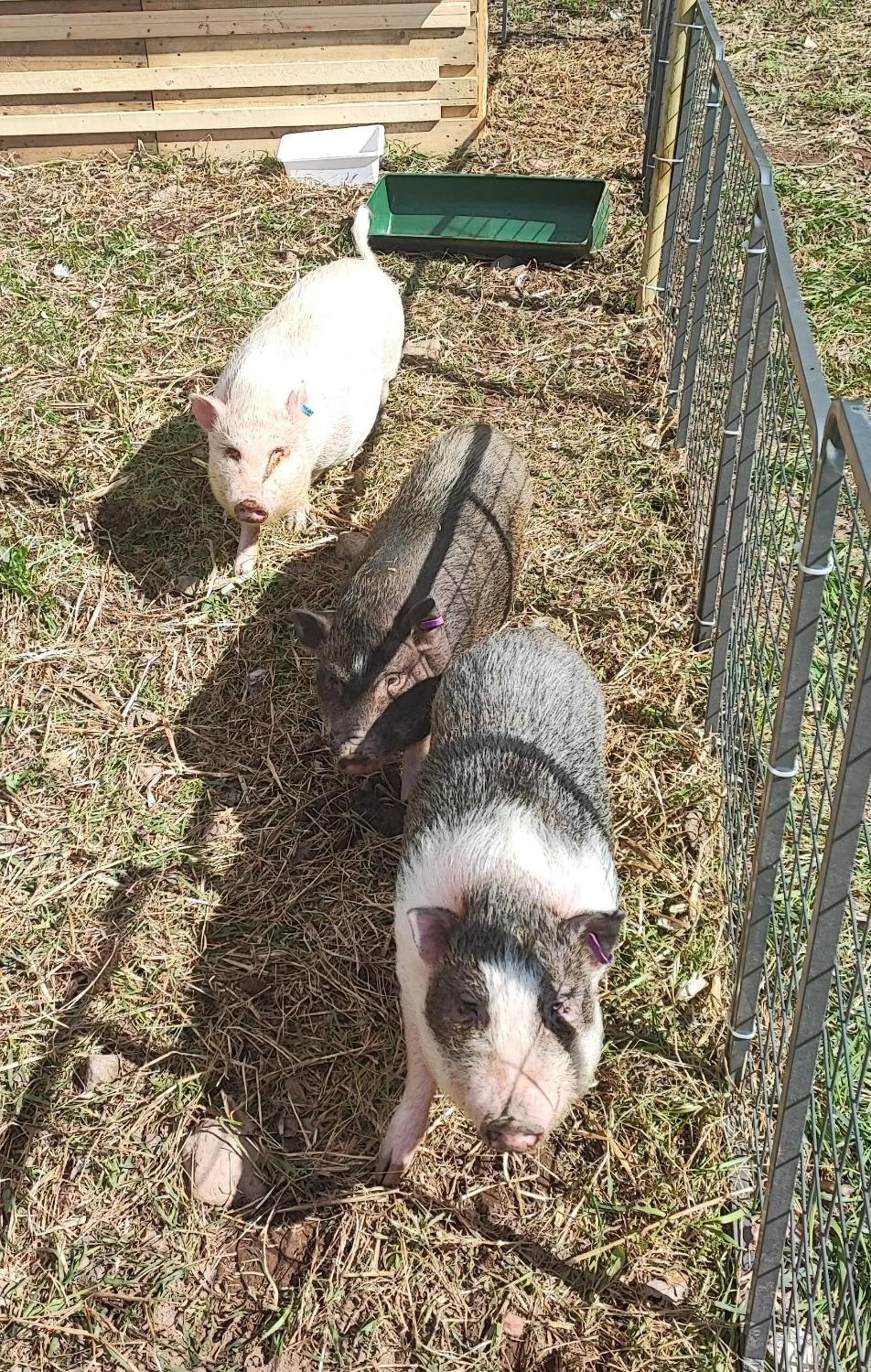 Pets in Sjugare Gård Bed & Breakfast