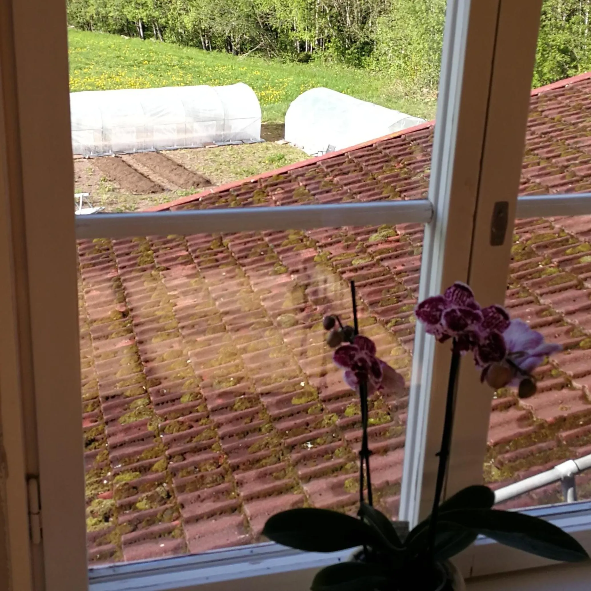 Garden view in Sjugare Gård Bed & Breakfast