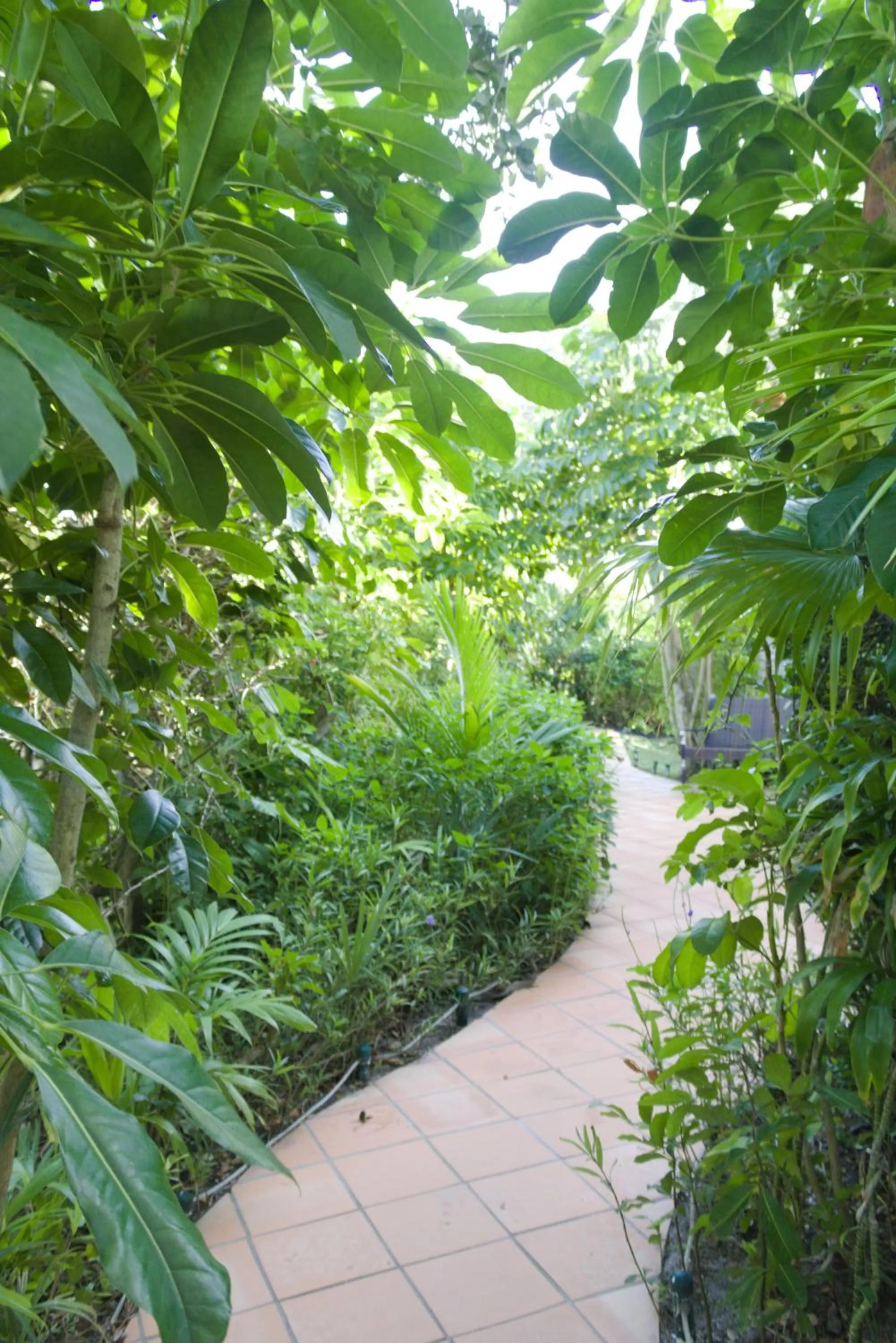 Natural landscape in The Caribbean Court Boutique Hotel