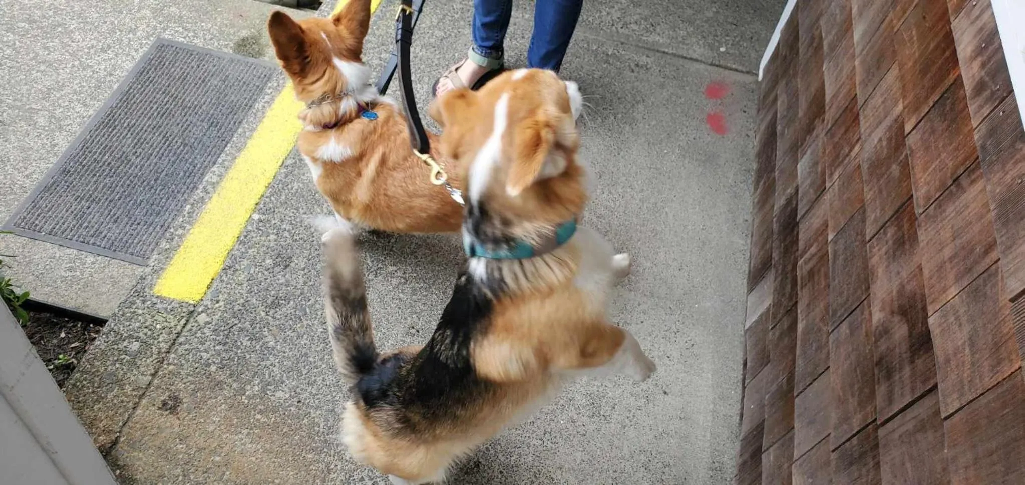 pet friendly in Inn at the Shore