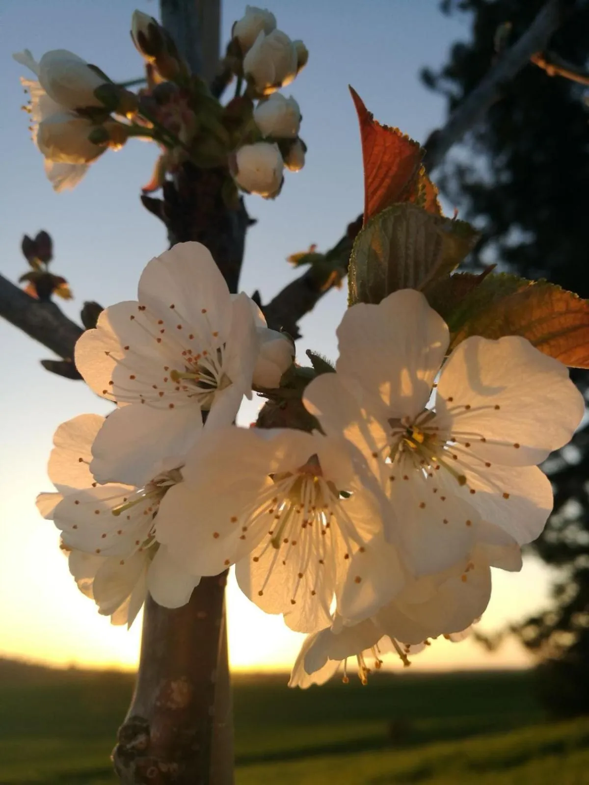 Maison Saint-Pé (Gers)
