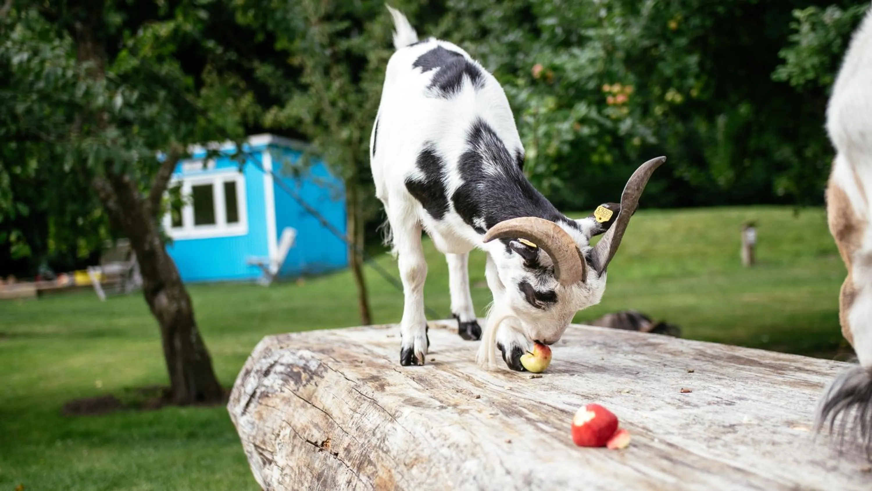 Animals in Hotel Landhafen