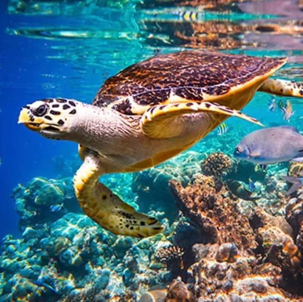 Snorkeling in Bayu Cottages