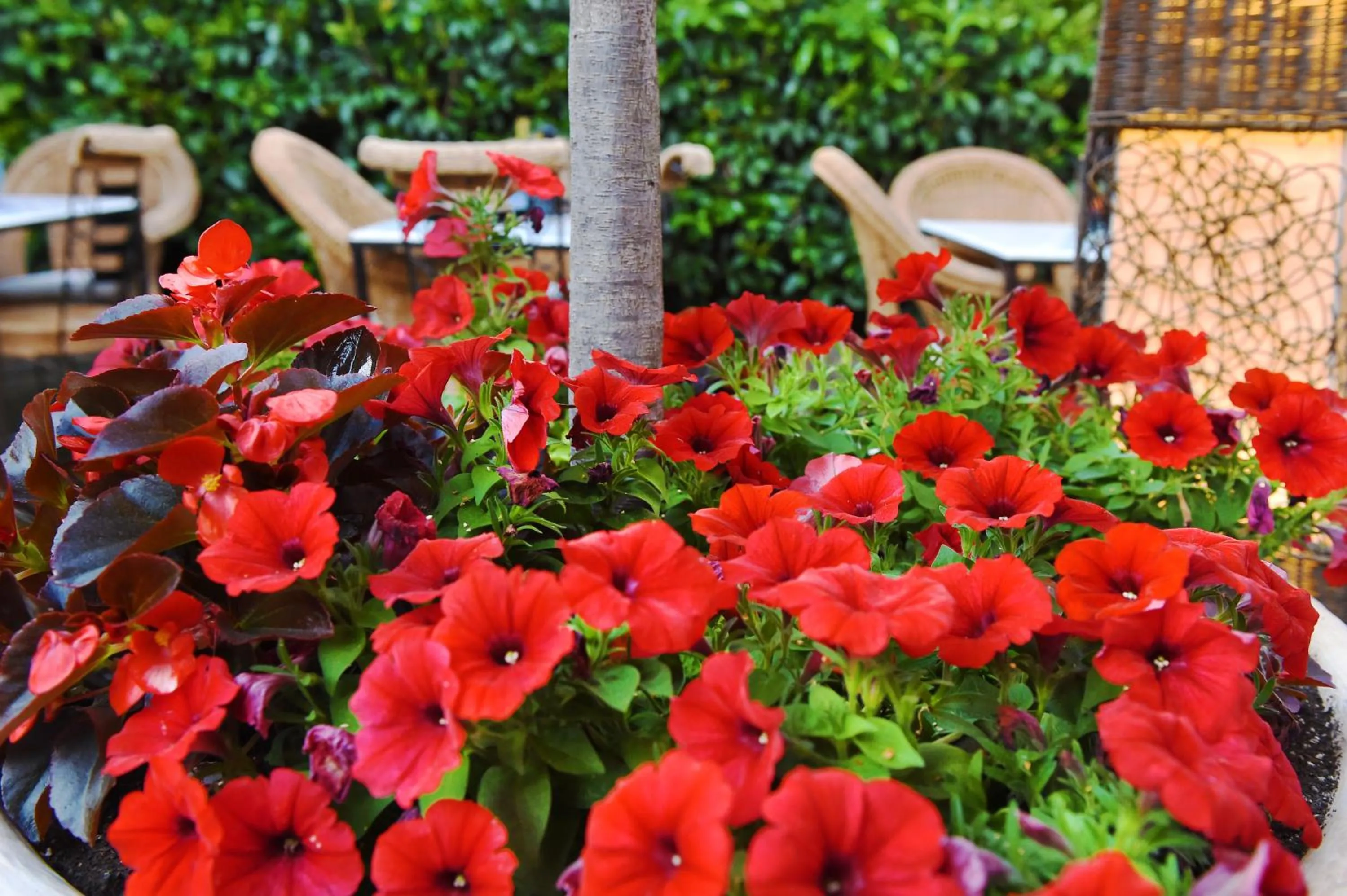 Garden in Armata Boutique Hotel