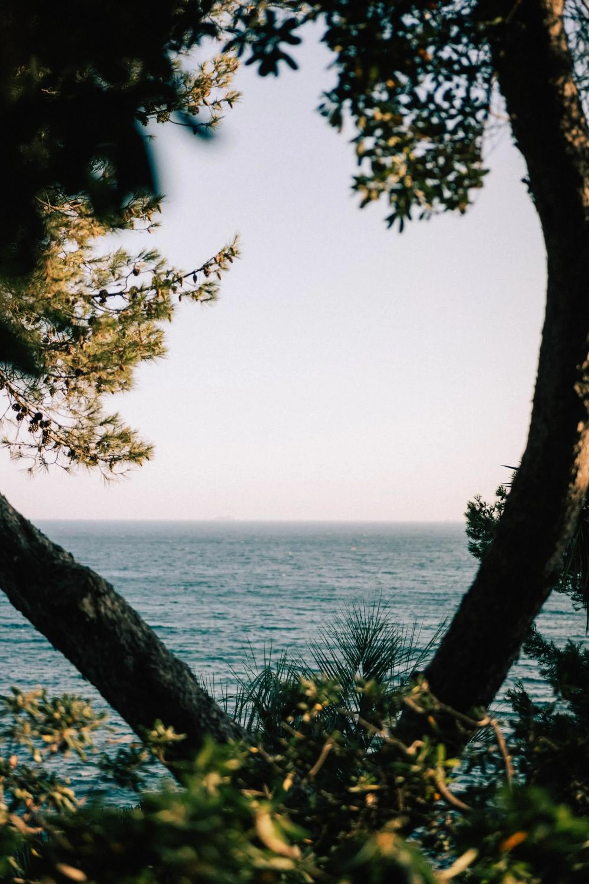Garden in Hôtel Le Provençal - Rénové en 2025 - Bord de Mer