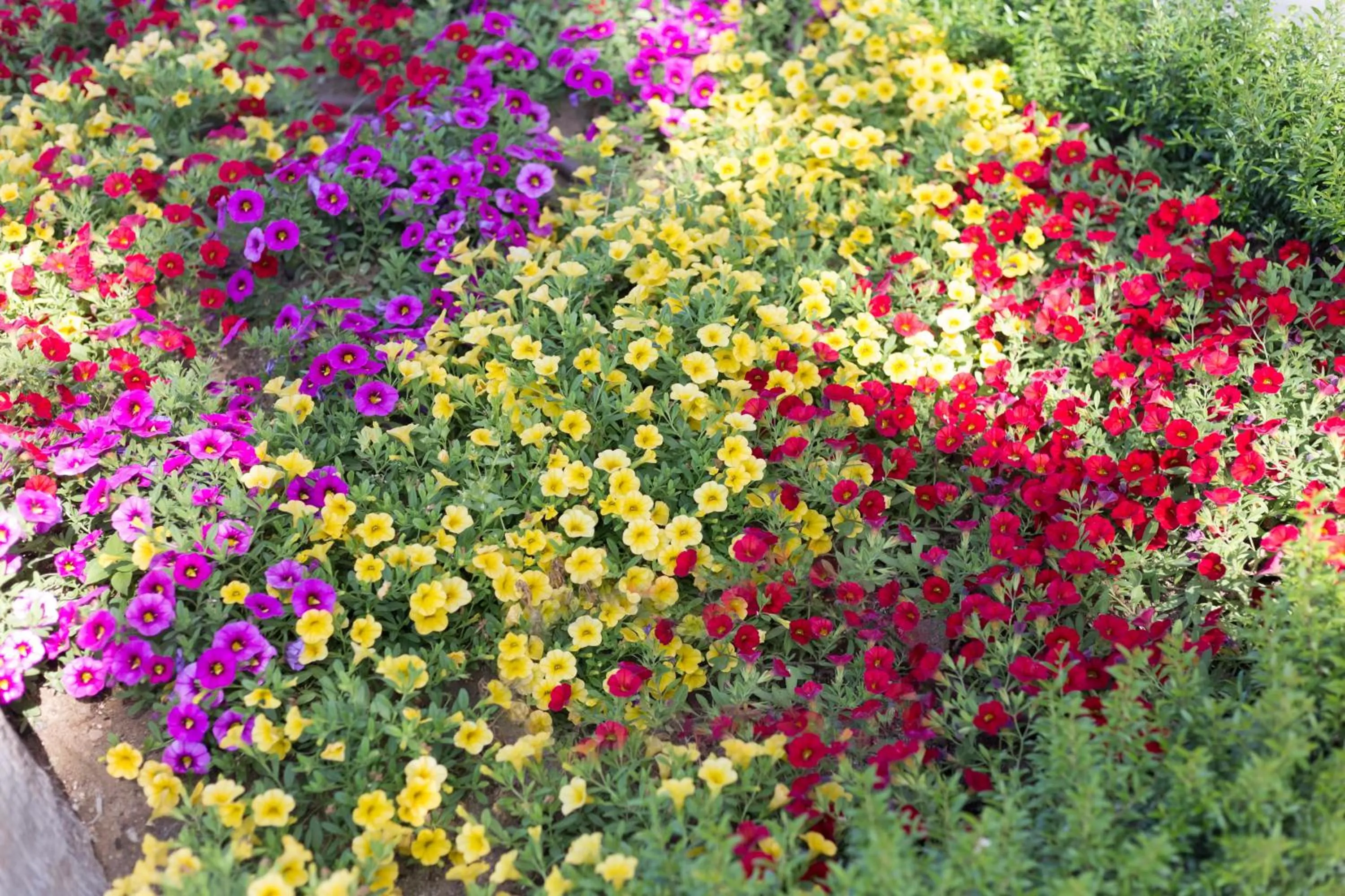 Garden in Suite Hotel L'Oasi di Riaci