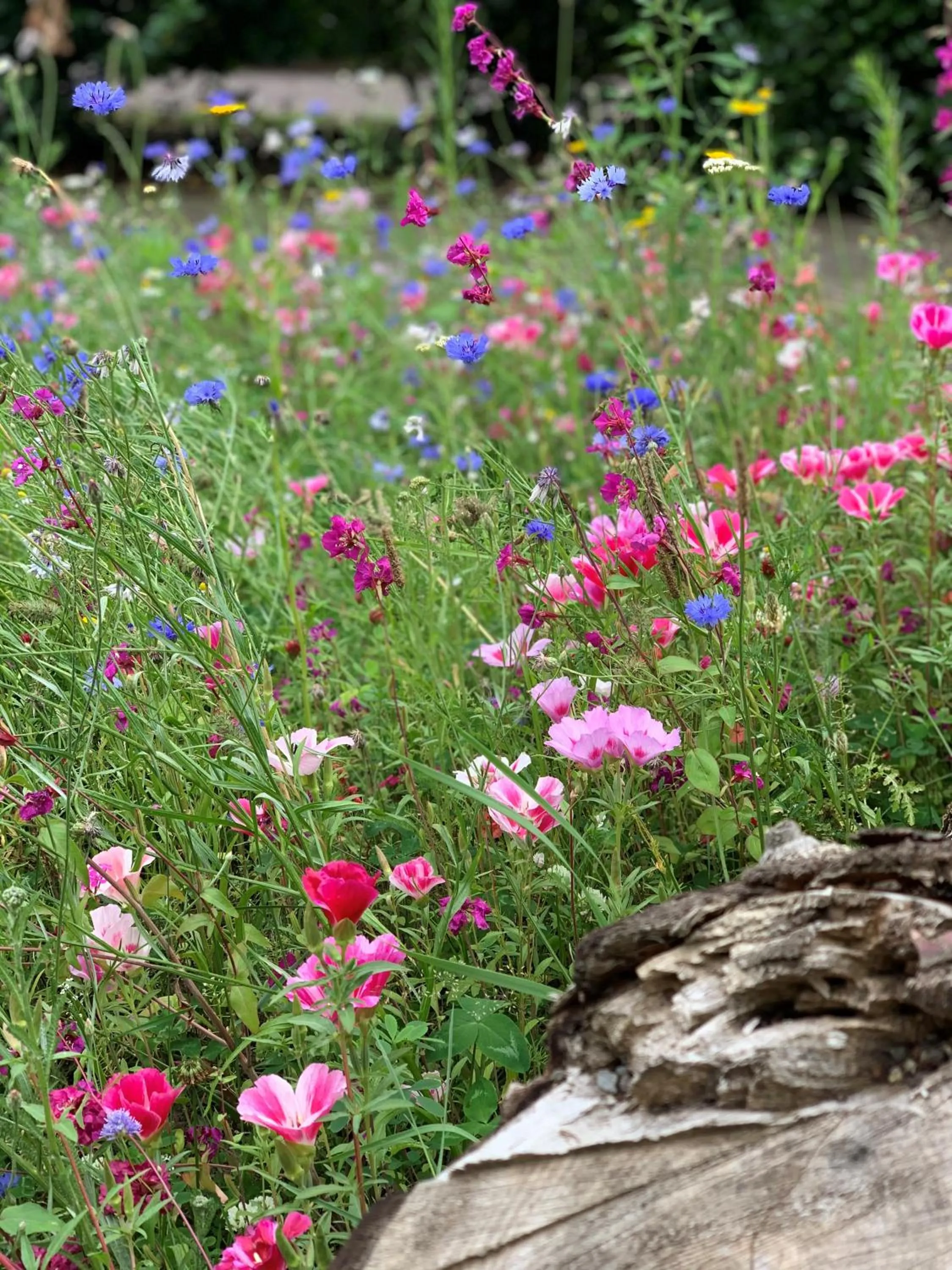 Spring in Duynparc Soest