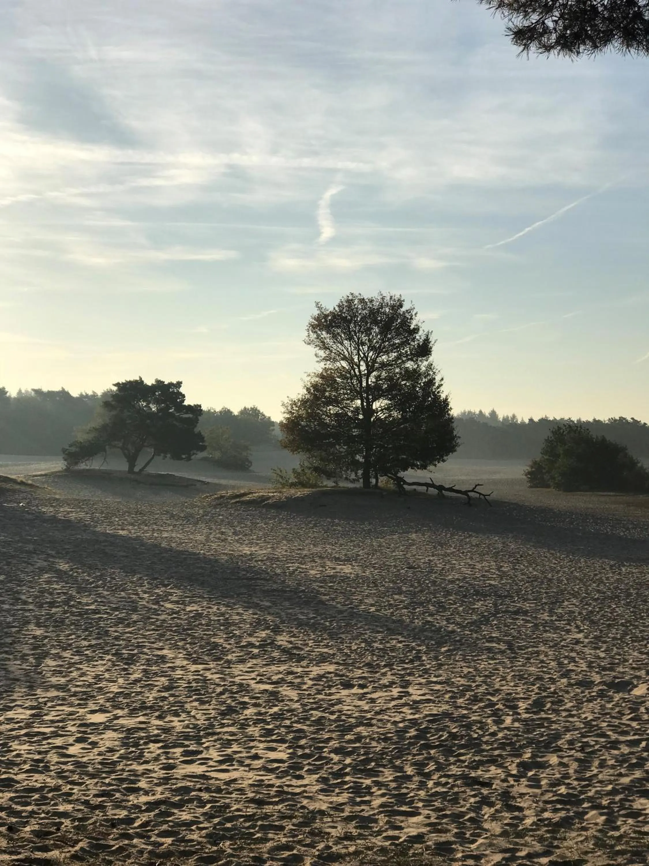 Natural landscape in Duynparc Soest