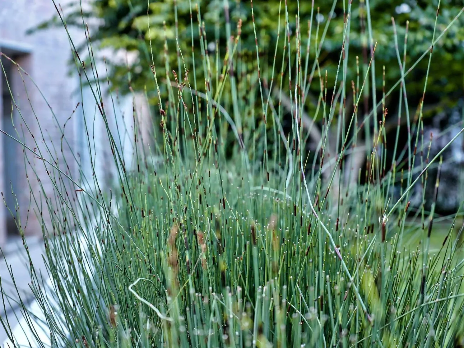 Garden in The Windhoek Luxury Suites