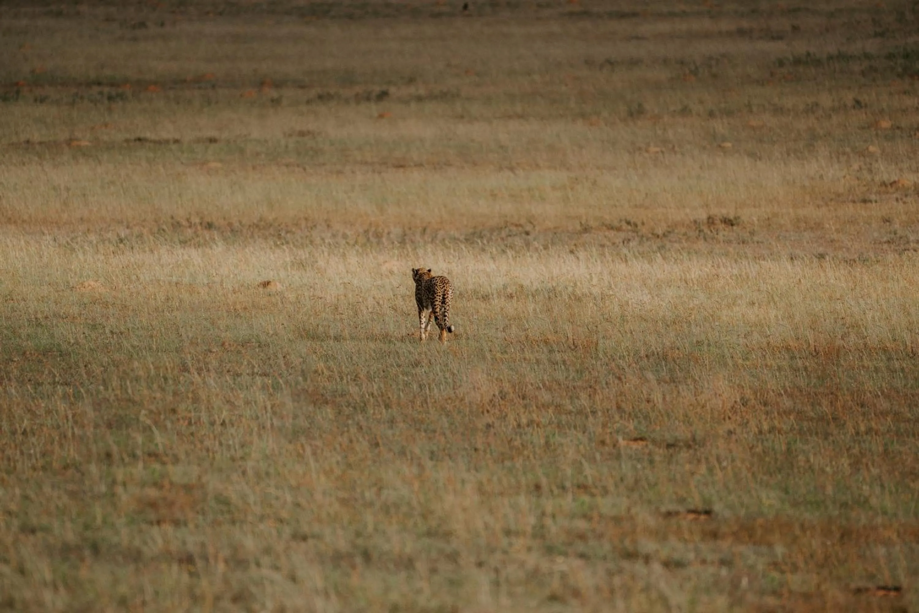 Day in Hlosi Game Lodge - Amakhala Game Reserve