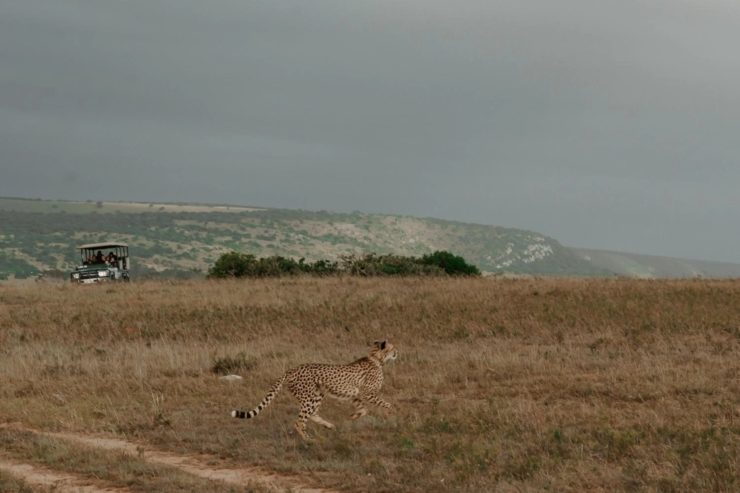 Natural landscape in Hlosi Game Lodge - Amakhala Game Reserve