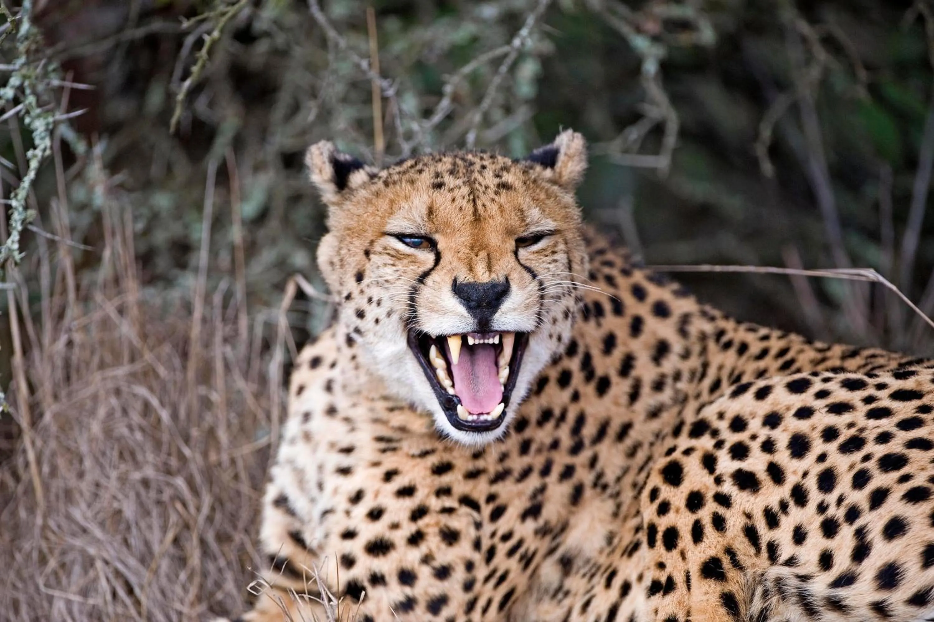 Day in Hlosi Game Lodge - Amakhala Game Reserve