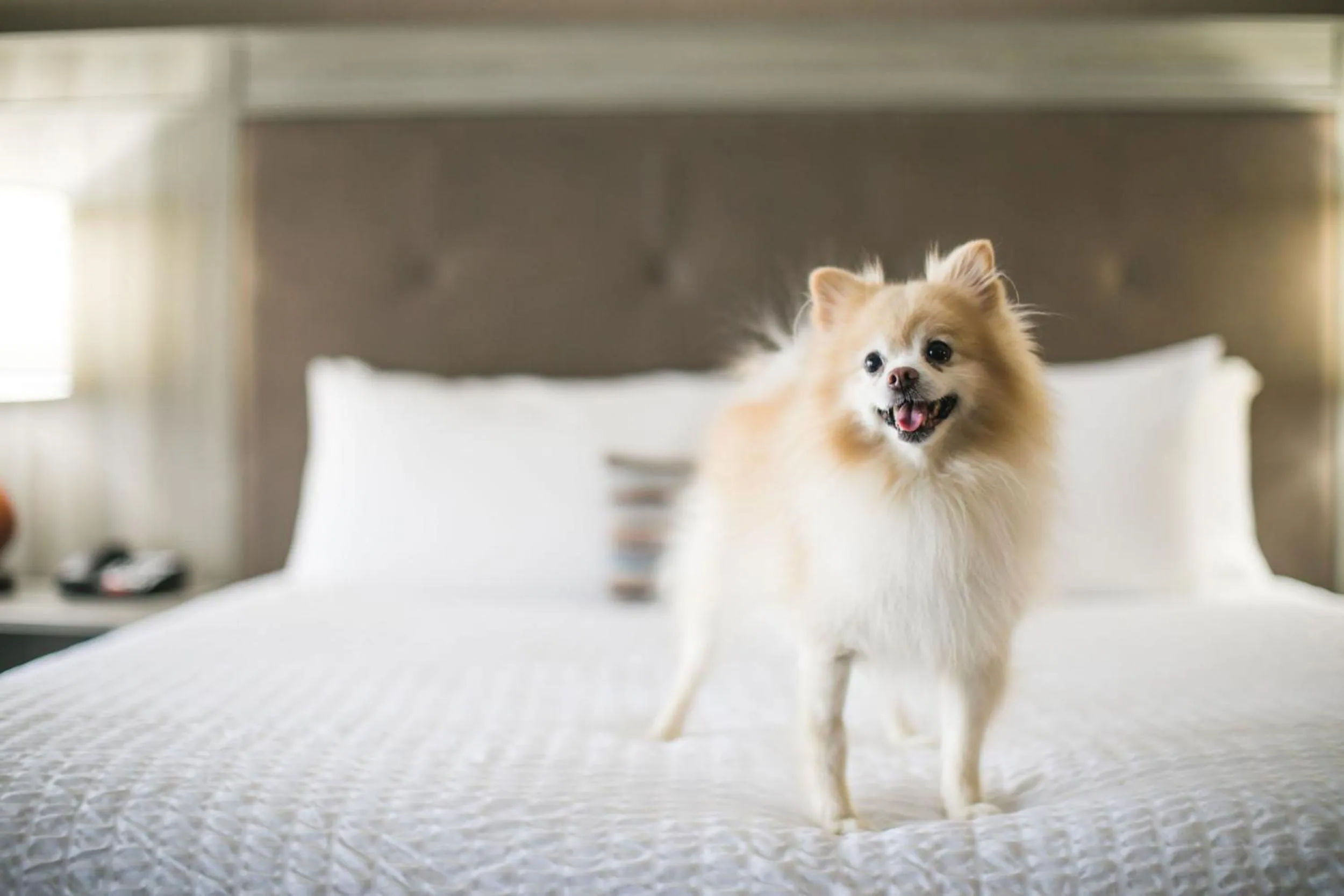 Animals in The Ridges Resort on Lake Chatuge