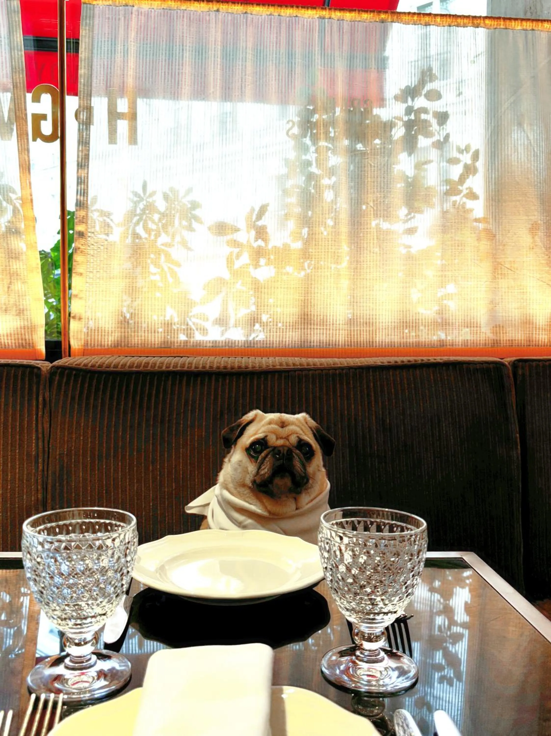 Animals in Hôtel Des Grands Voyageurs