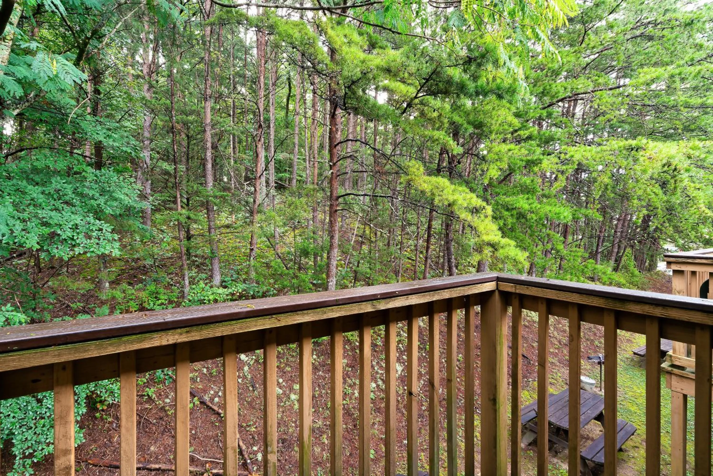 Day in Mountain Meadows