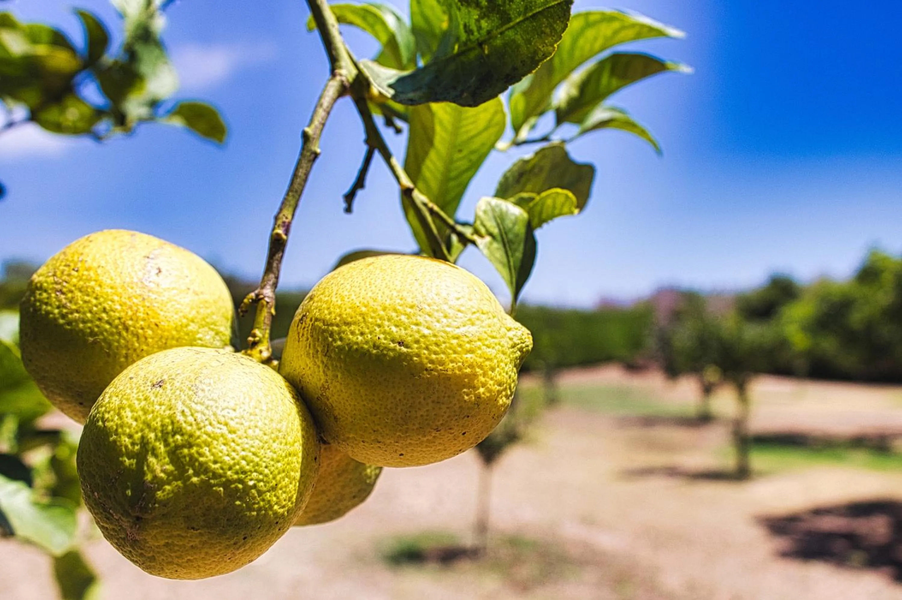 Garden view in Agriturismo Karrares