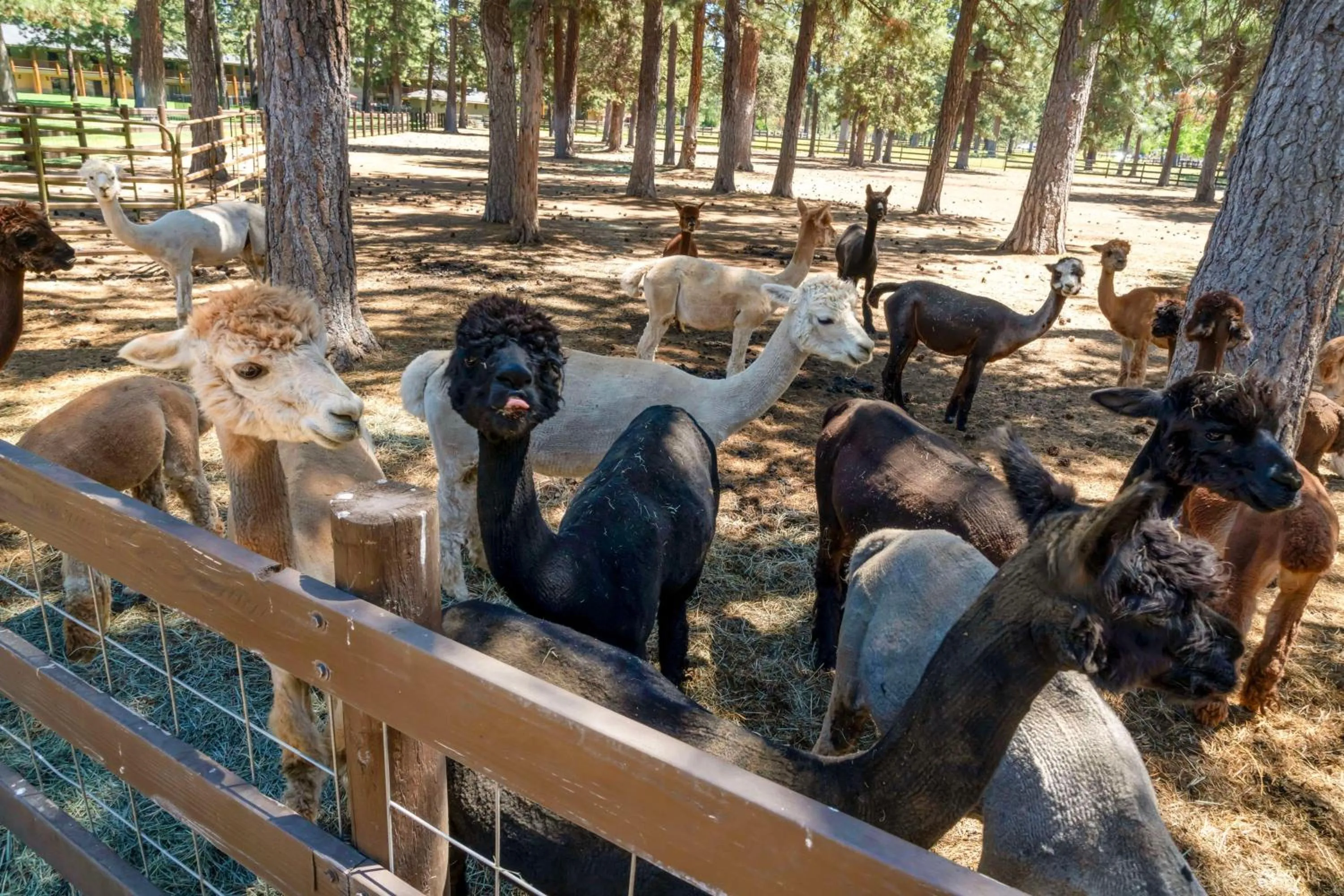 Property building in Best Western Ponderosa Lodge