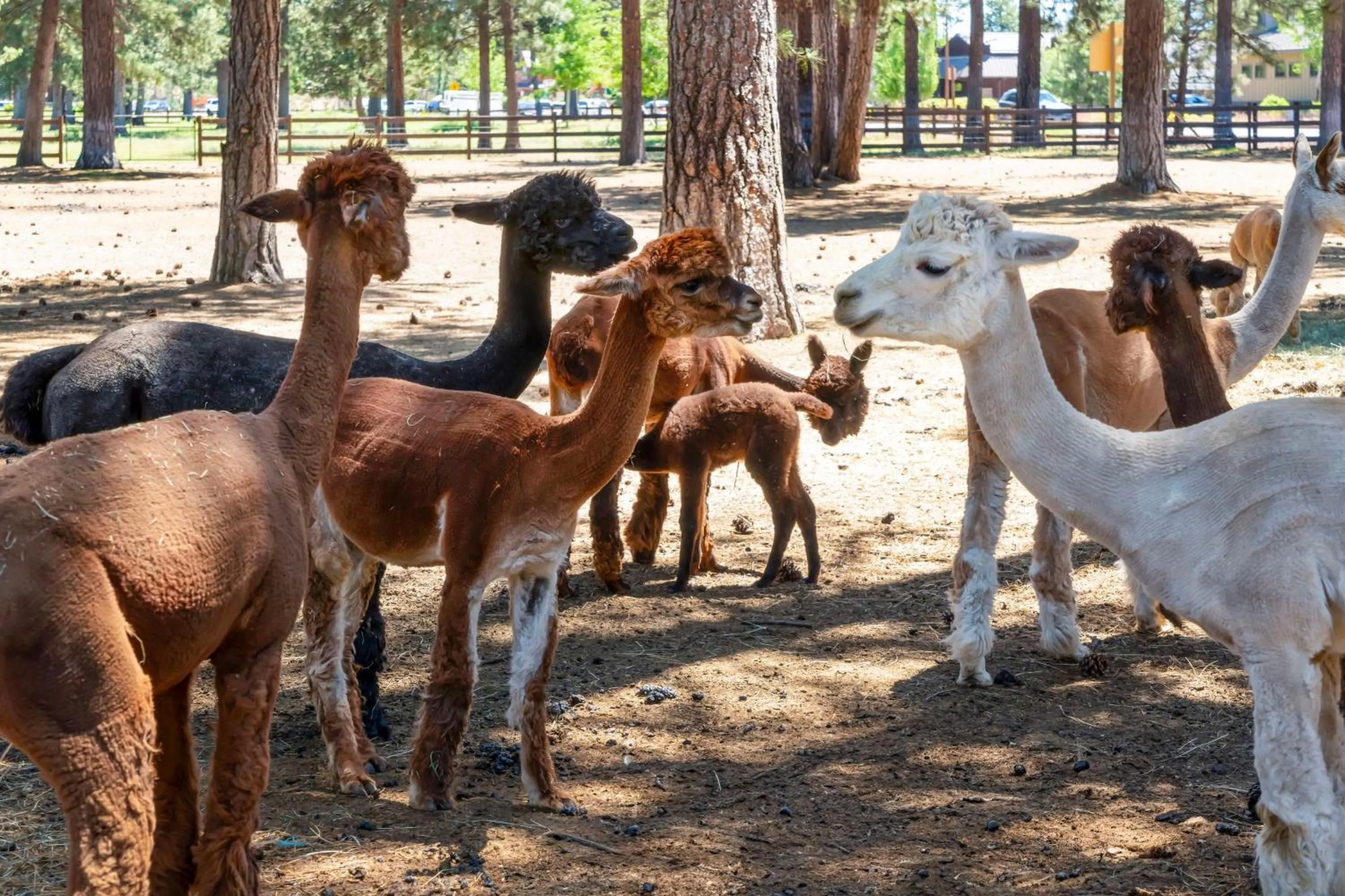Property building in Best Western Ponderosa Lodge