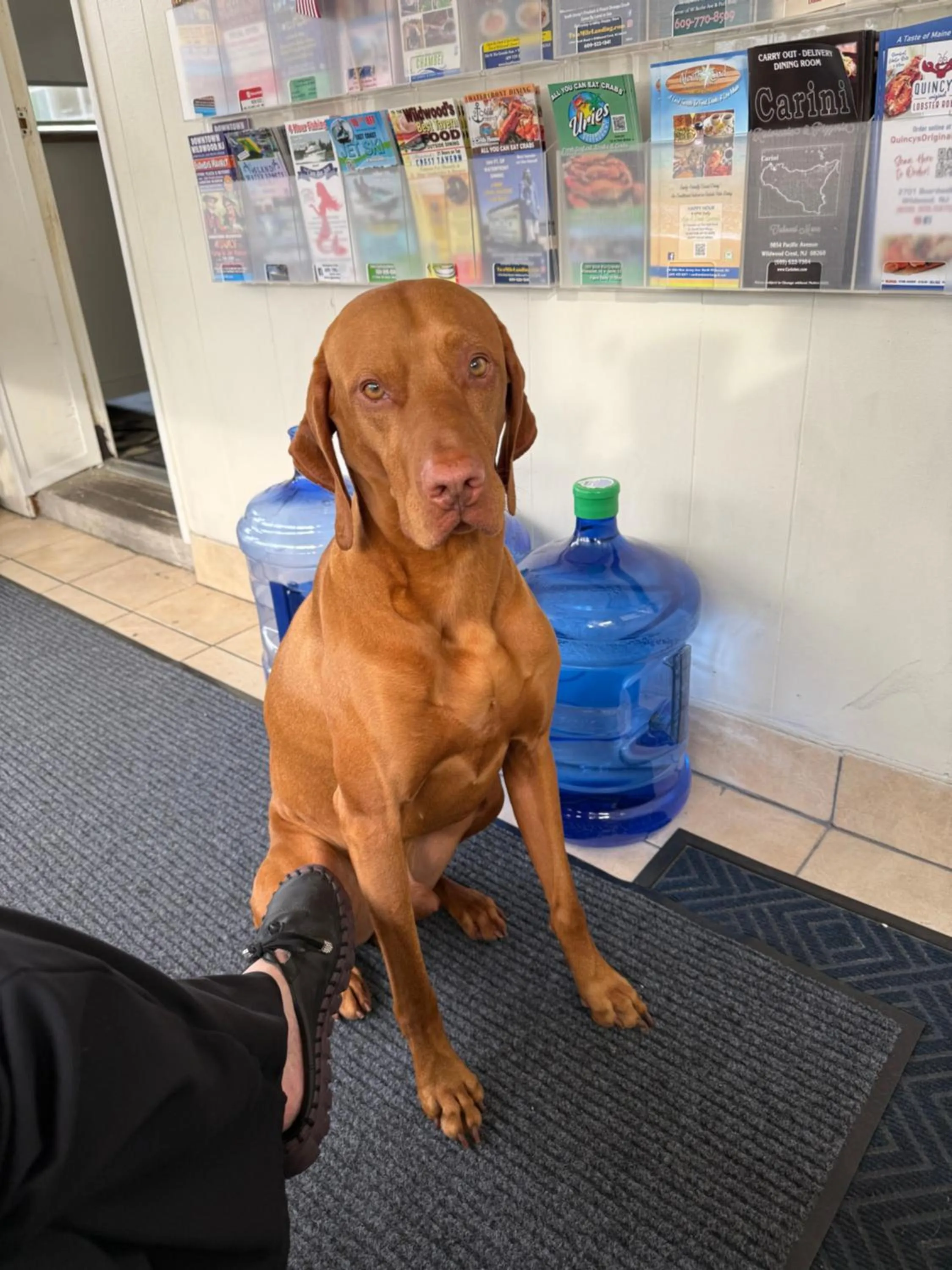 Pets in Twilight Motel