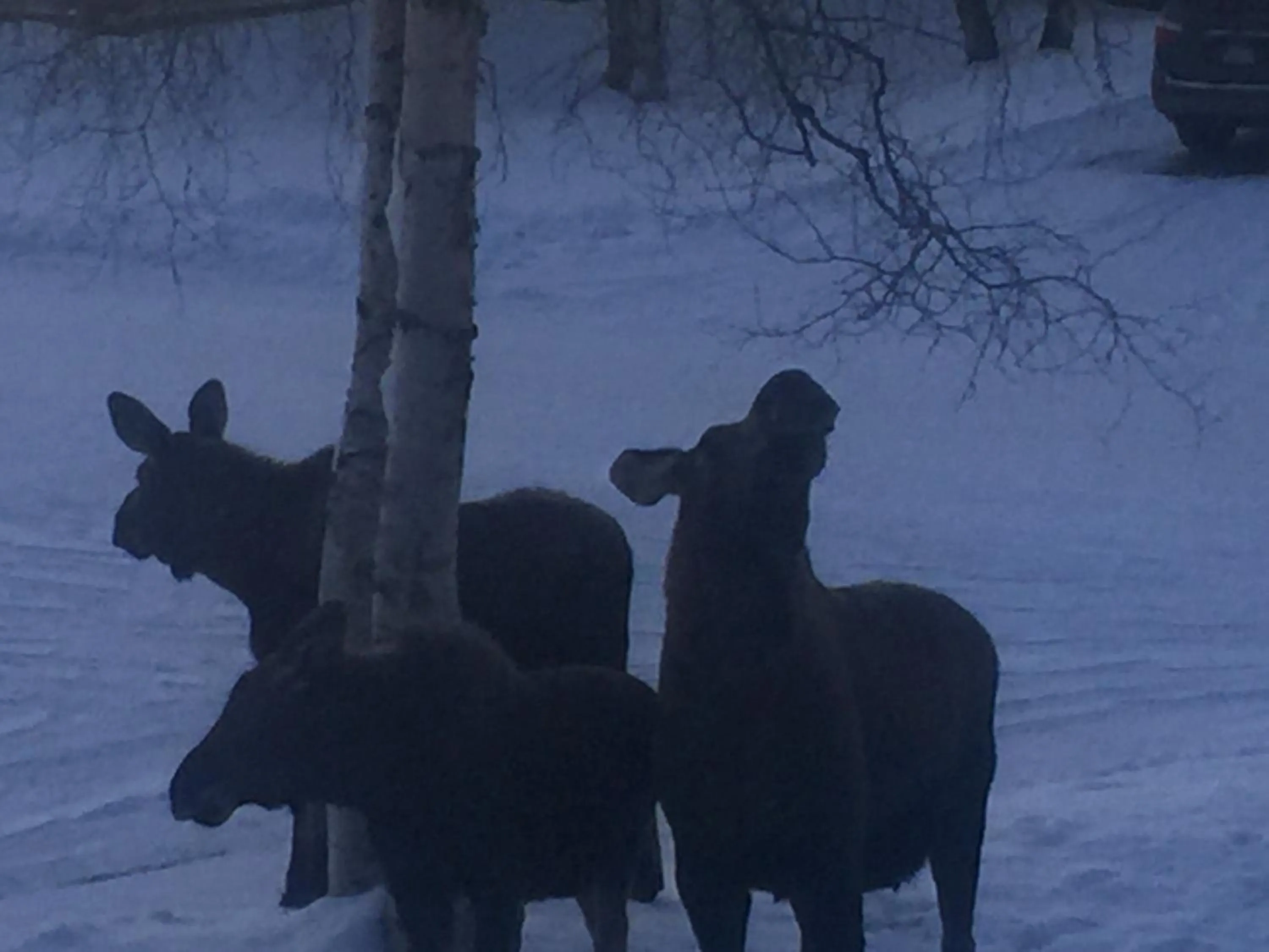 Animals in Trinity Escapes - Two Bedroom two bathroom full Apartment near airport