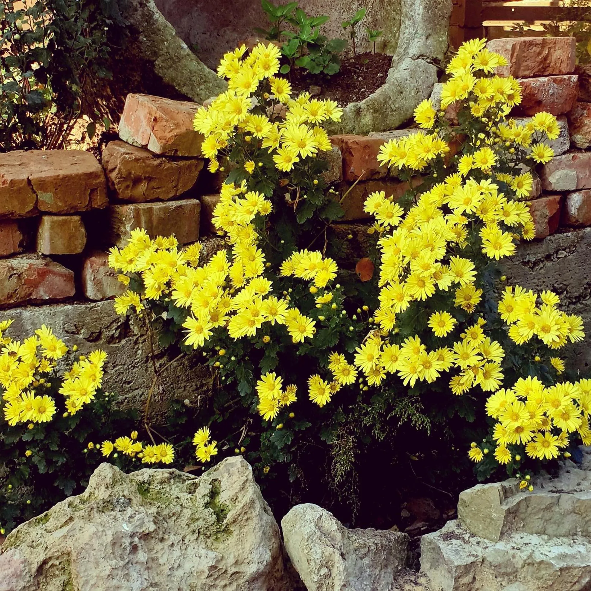 Garden in Four Seasons in Kutaisi